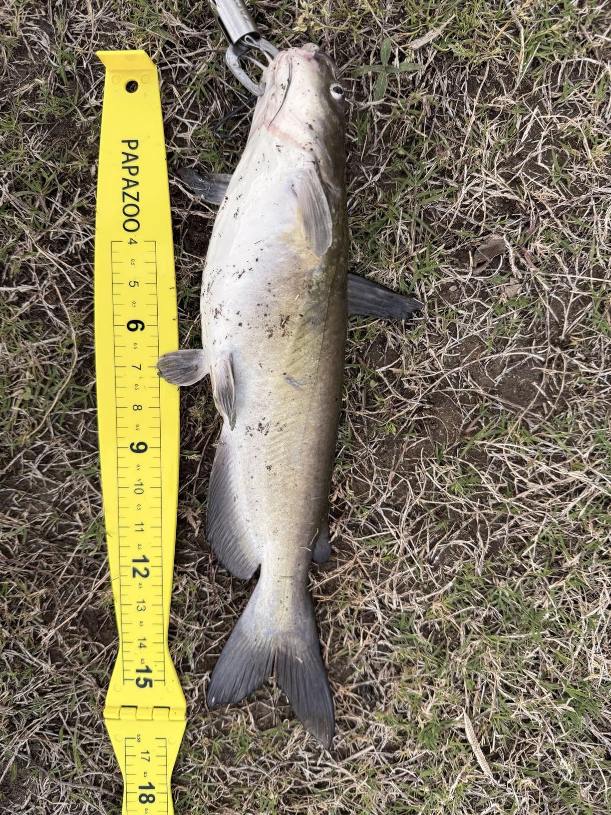 Fish Measuring Board - 32in/80cm Folding Fishing Ruler Lightweight Bump Board - Easy to Read and Portable Crab & Fish Measure Device customer photo 1