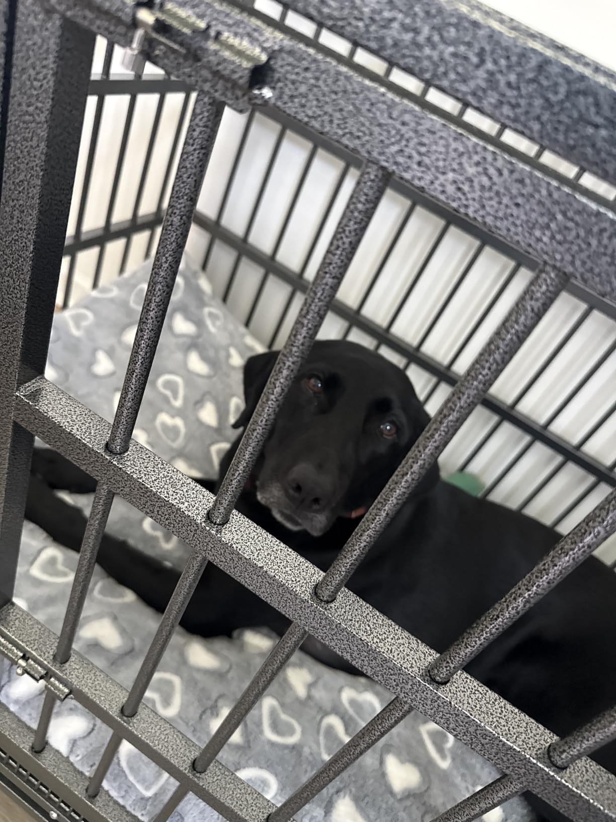 BOLDBONE 54 inch Heavy Duty Indestructible and Escape-Proof Dog Crate Cage Kennel for Large Dogs, High Anxiety Dog Crate with Removable Wire Trays and Wheels, Extra Large XL XXL, Black customer photo 1
