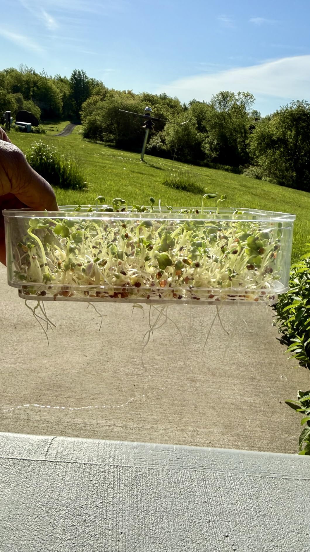 4-Tier Seed Sprouting Kit with Drain Holes and Drain Tray, Upgrade Stackable Microgreens Fresh Organic Bean Seed Sprouter Tray Ripple Soil-Free Sprouter Tray for Beans Alfalfa Seeds customer photo 1