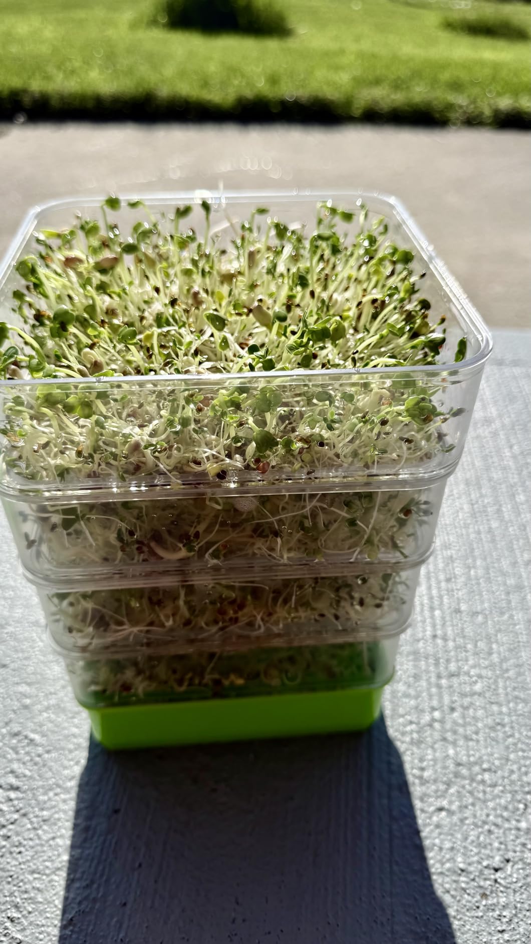 4-Tier Seed Sprouting Kit with Drain Holes and Drain Tray, Upgrade Stackable Microgreens Fresh Organic Bean Seed Sprouter Tray Ripple Soil-Free Sprouter Tray for Beans Alfalfa Seeds customer photo 2