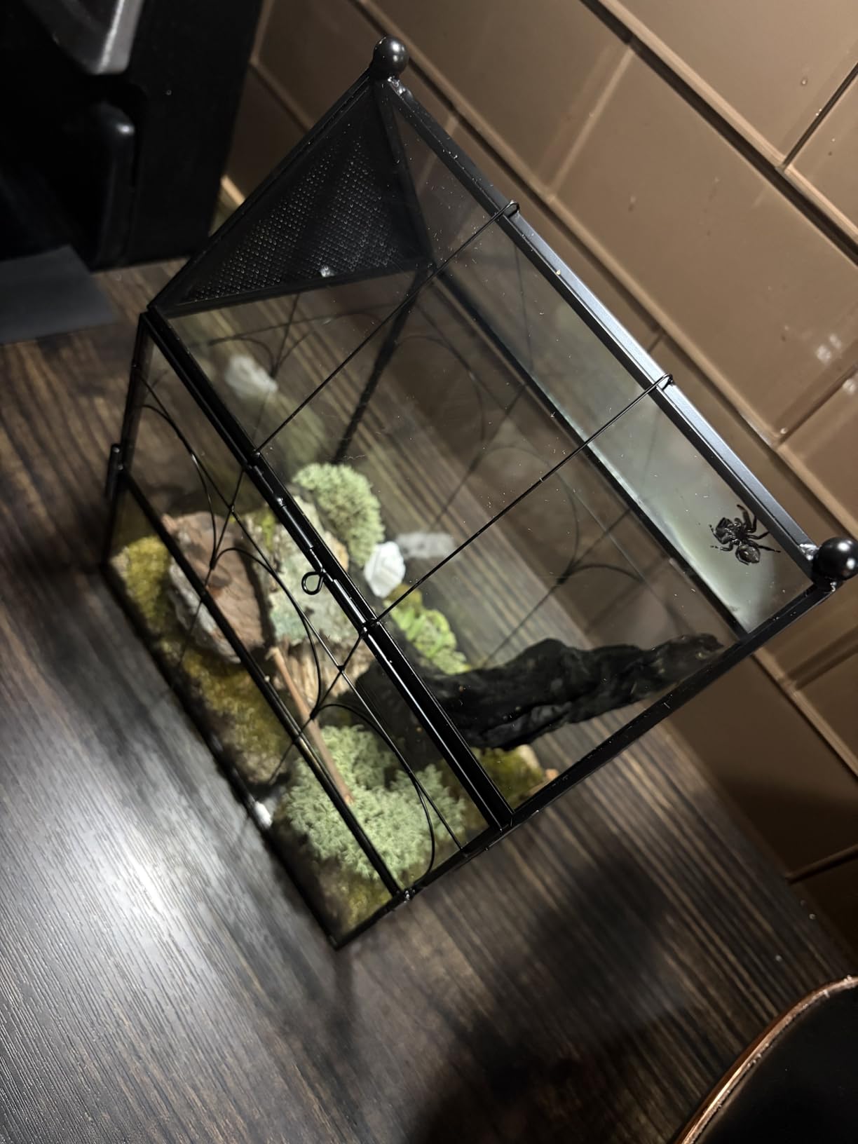NCYP Glass Enclosure with Vent Holes for Jumping Spiders, Praying Mantis, Small Insect - 7.5