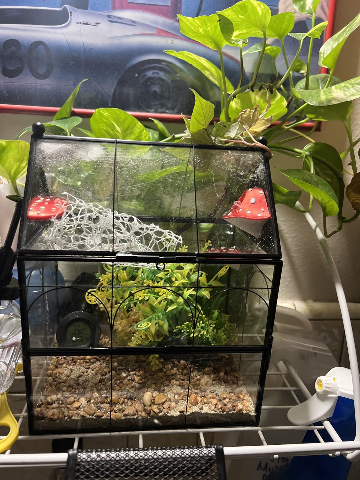 NCYP Glass Enclosure with Vent Holes for Jumping Spiders, Praying Mantis, Small Insect - 7.5