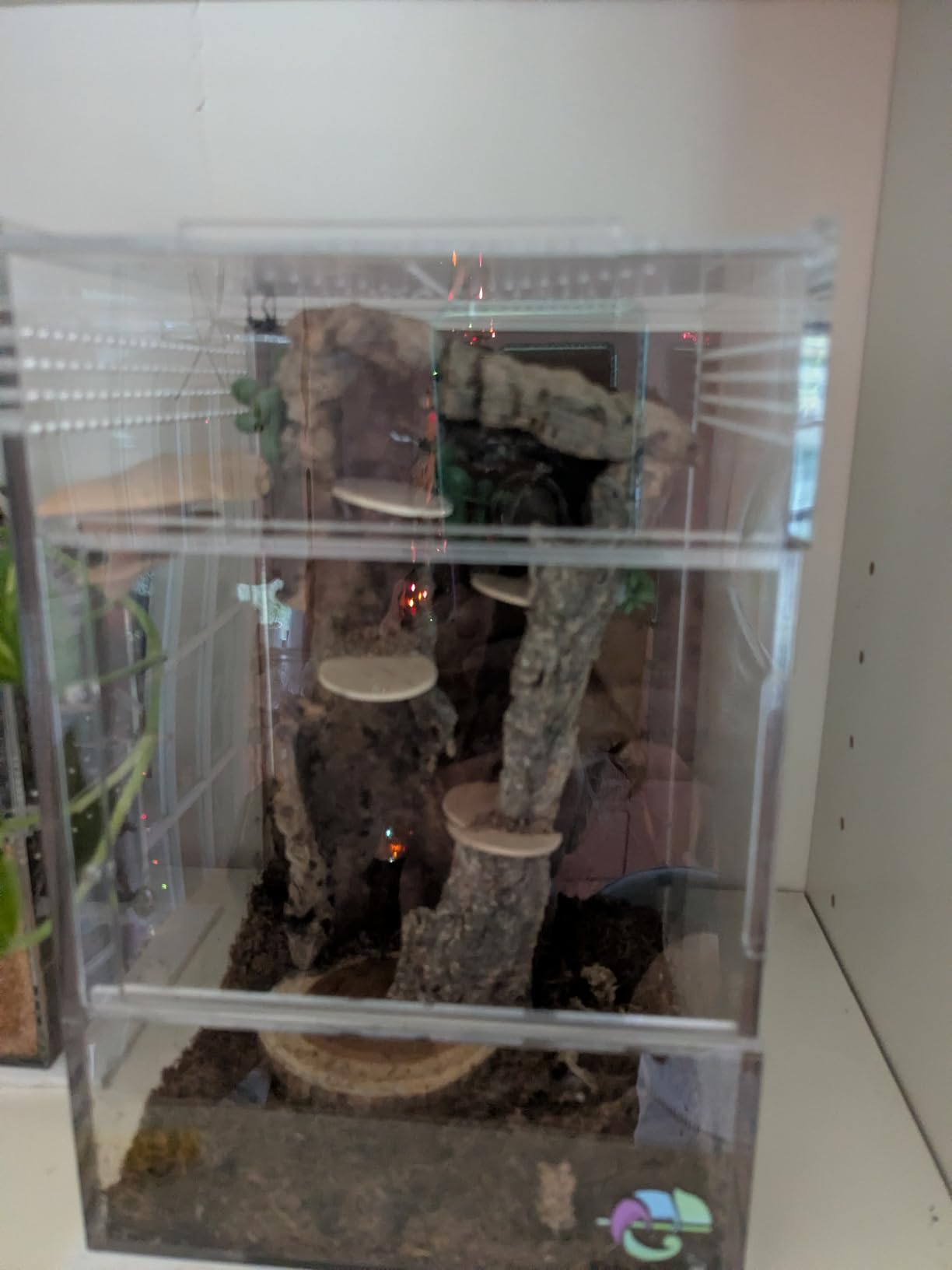EctoTherm Jumping Spider Enclosure - Complete Acrylic Terrarium Habitat for Spiders, Tarantulas, Praying Mantis - Small Spider House with Front Opening Door customer photo 1