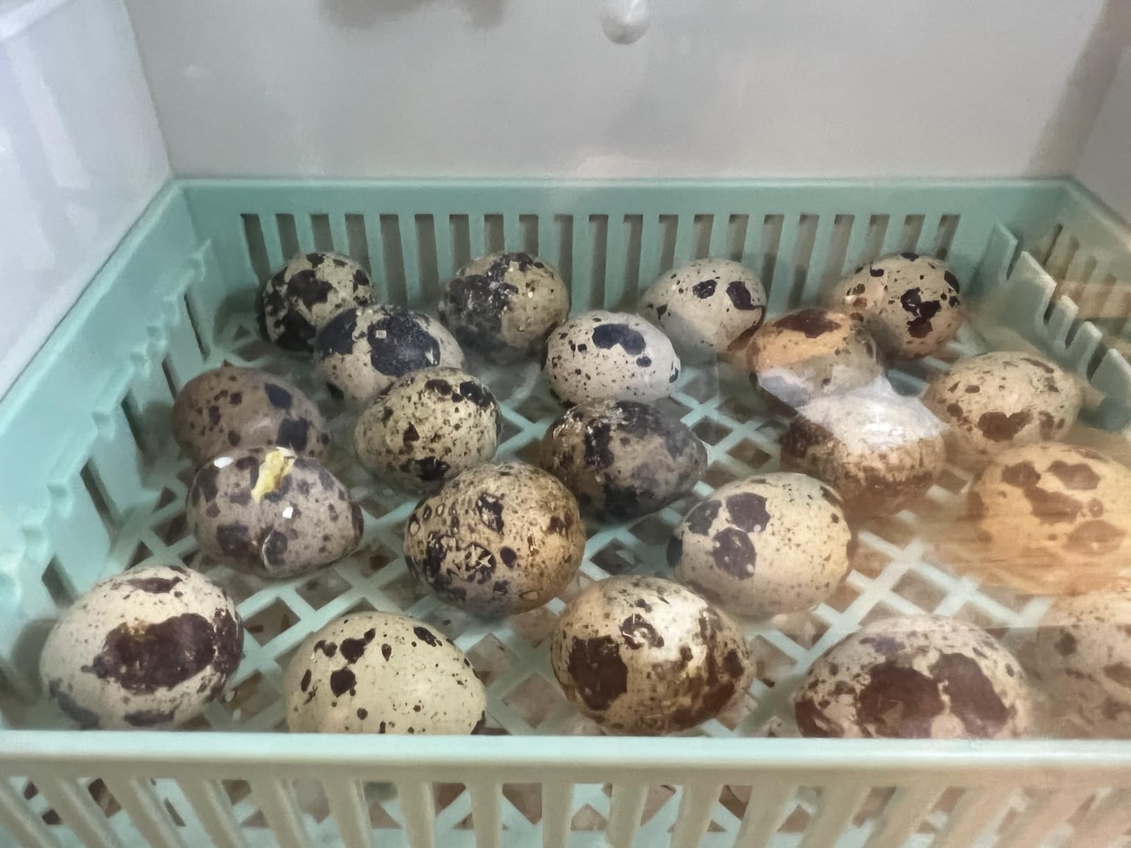 Incubators for Hatching Eggs, 24 Egg Incubator, Automatic Turning with Temperature & Humidity Control, Temp Display, for Chicken Duck Quail Goose Pigeon customer photo 1