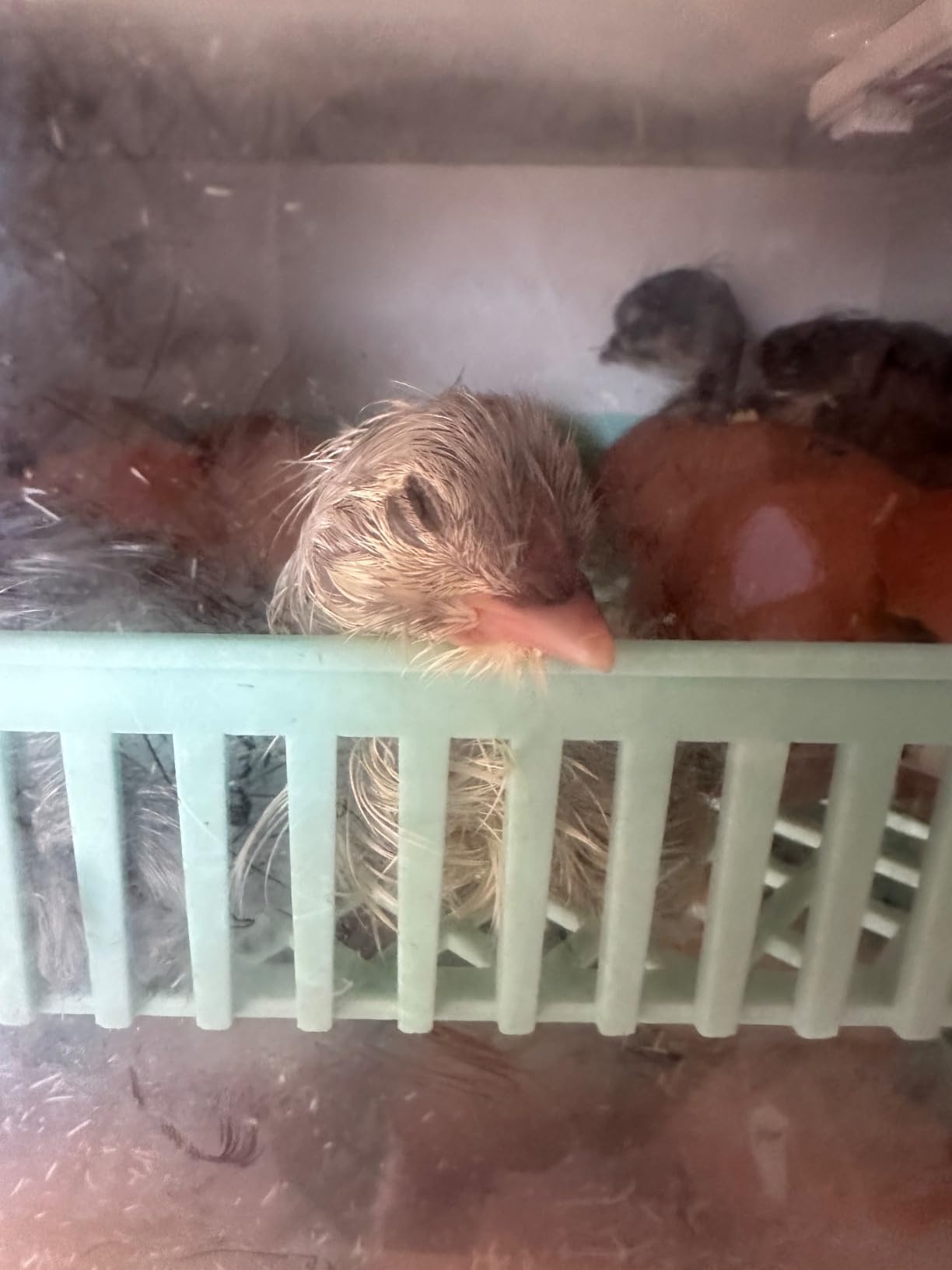 Incubators for Hatching Eggs, 24 Egg Incubator, Automatic Turning with Temperature & Humidity Control, Temp Display, for Chicken Duck Quail Goose Pigeon customer photo 10