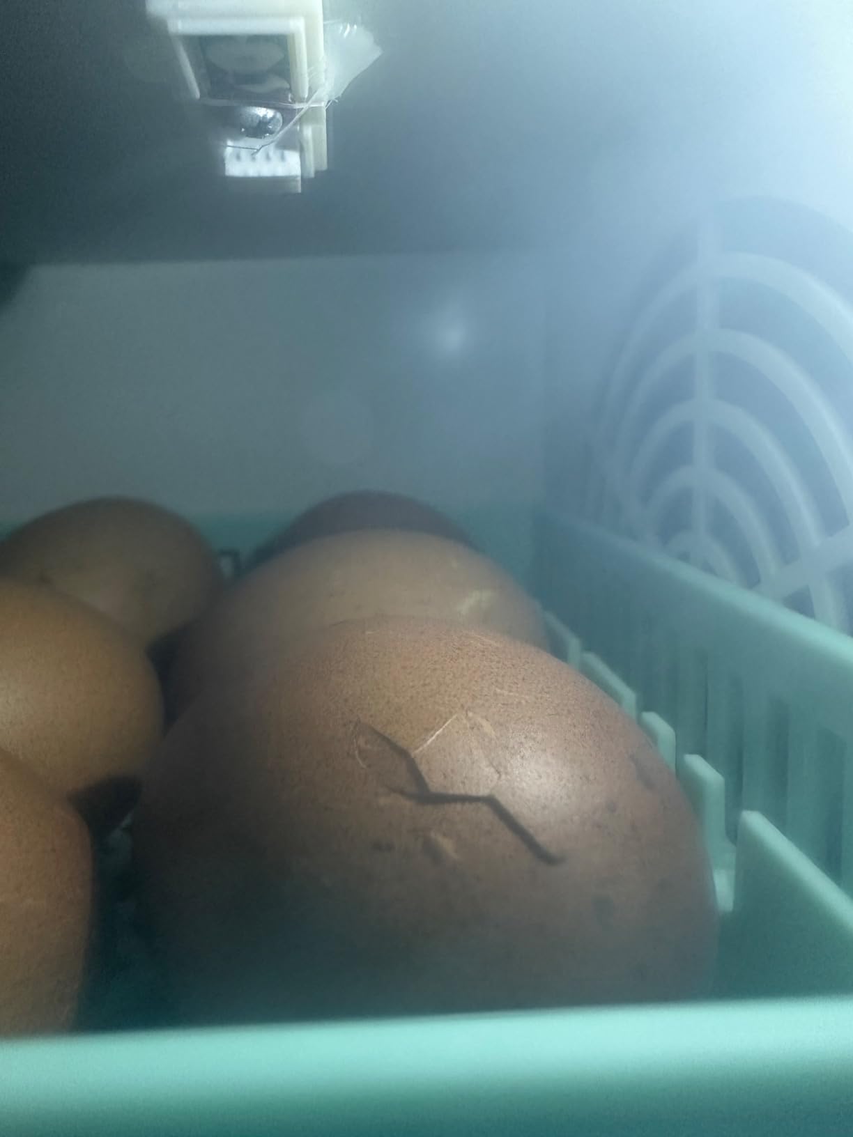 Incubators for Hatching Eggs, 24 Egg Incubator, Automatic Turning with Temperature & Humidity Control, Temp Display, for Chicken Duck Quail Goose Pigeon customer photo 12