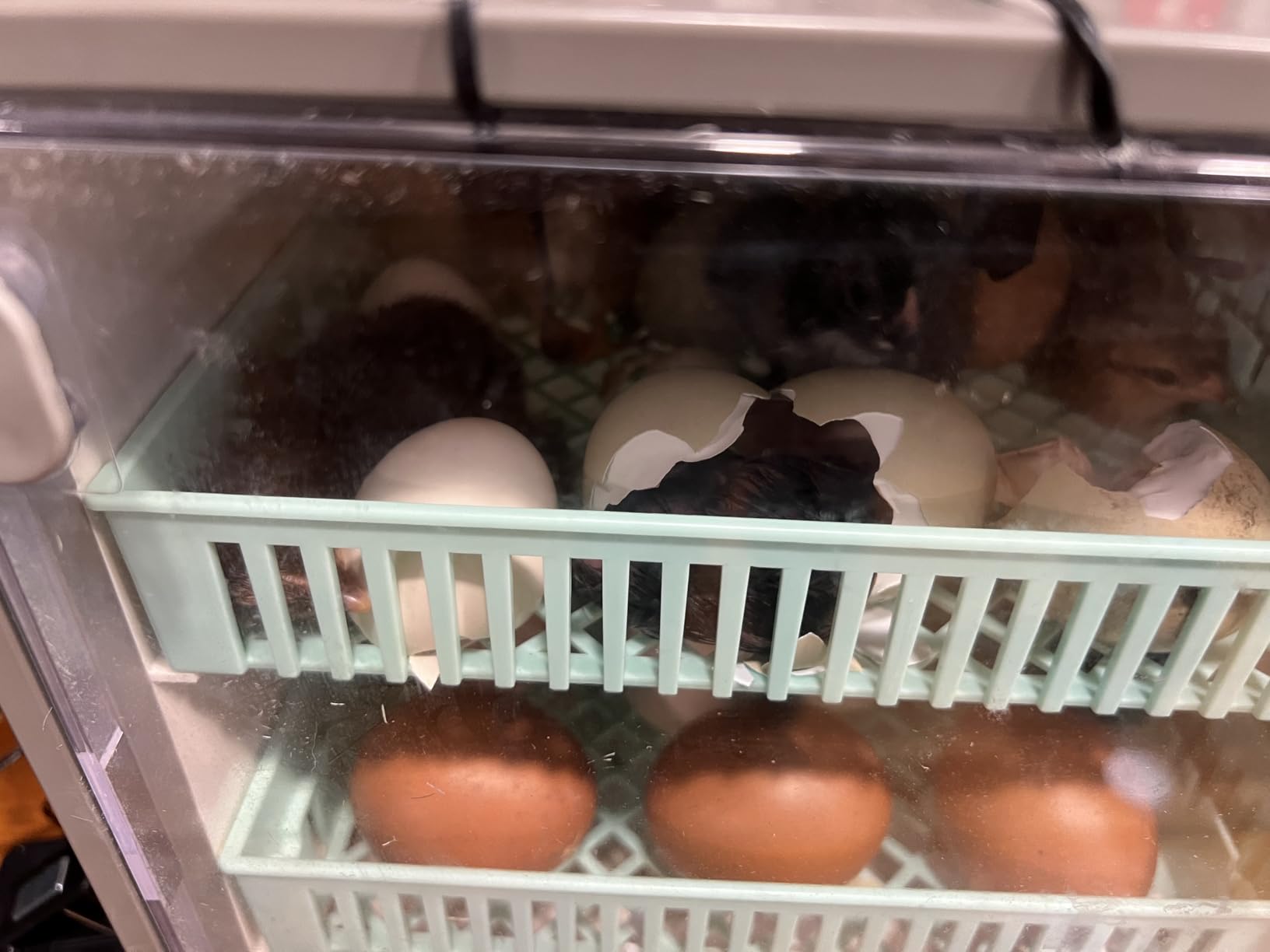 Incubators for Hatching Eggs, 24 Egg Incubator, Automatic Turning with Temperature & Humidity Control, Temp Display, for Chicken Duck Quail Goose Pigeon customer photo 3