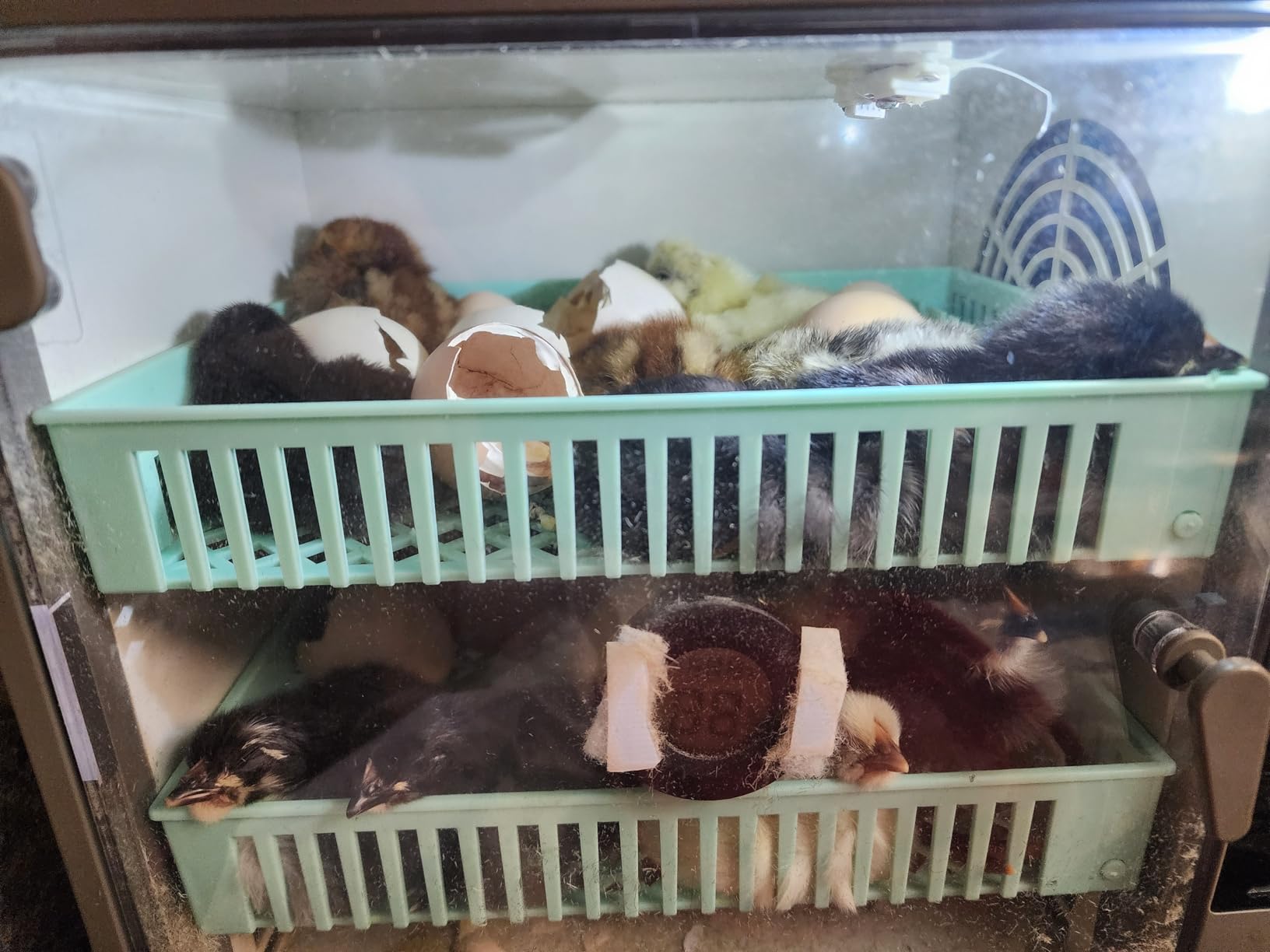 Incubators for Hatching Eggs, 24 Egg Incubator, Automatic Turning with Temperature & Humidity Control, Temp Display, for Chicken Duck Quail Goose Pigeon customer photo 7