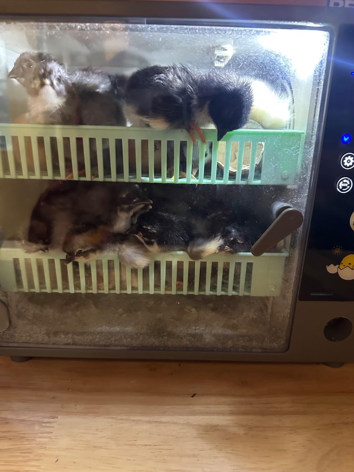Incubators for Hatching Eggs, 24 Egg Incubator, Automatic Turning with Temperature & Humidity Control, Temp Display, for Chicken Duck Quail Goose Pigeon customer photo 8