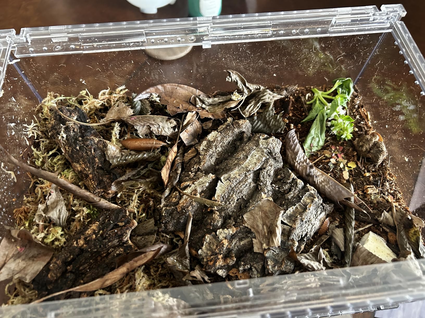 Reptile PC Terrarium, Tarantula Enclosure, Spider Tank Starter Kit, Leopard Gecko Container, Hermit Crab Habitat, Lizard Enclosure, Insect Housing, Jumping Spider Cage, Small Bearded Dragon Vivarium S customer photo 1