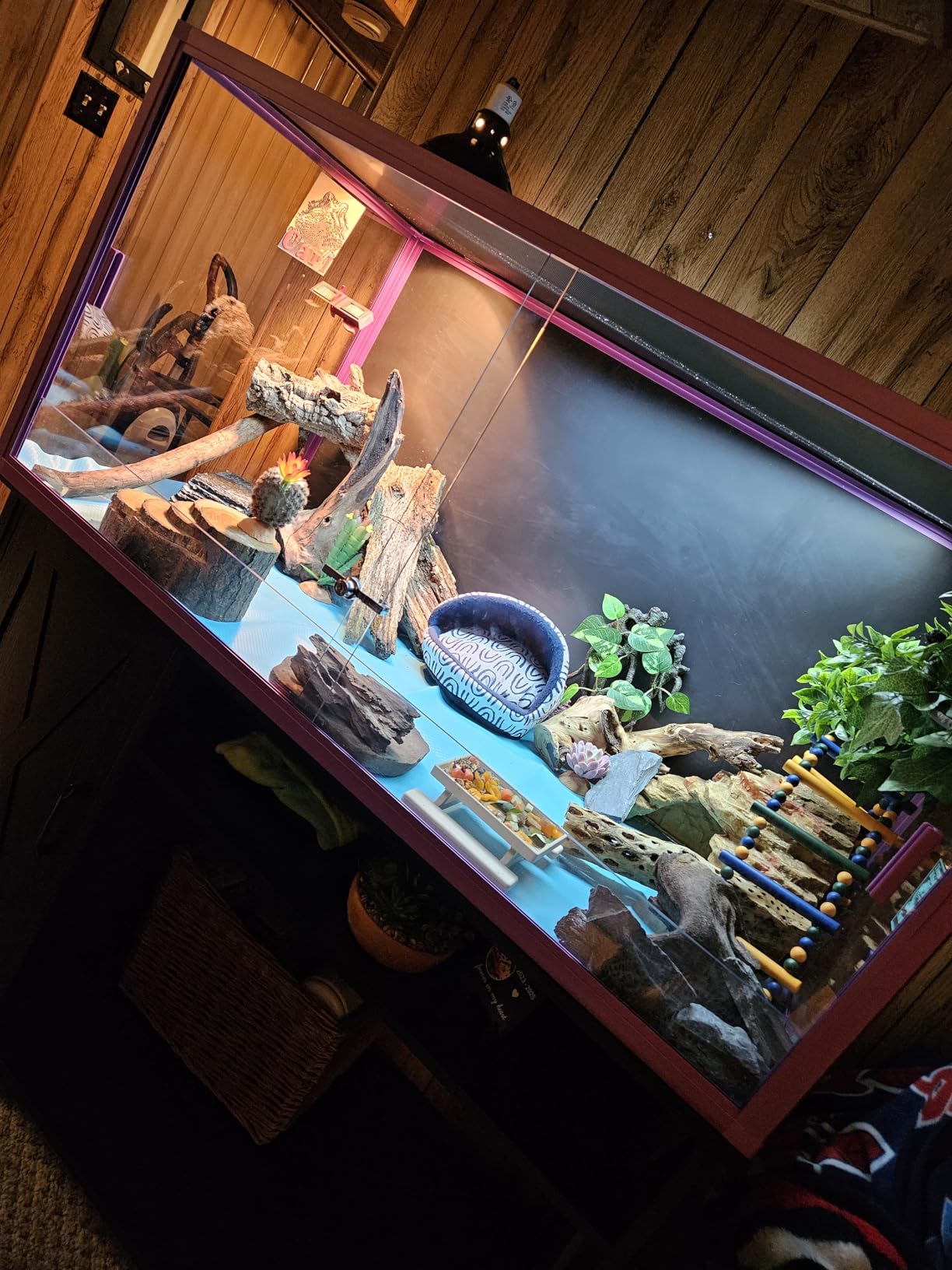REPTI ZOO 120 Gallon Reptile Terrarium, 4x2x2 ft Light Weight Reptile Enclosure, Colored Reptiles Tank with Tempered Glass Door, Large Aluminum Habitat for Bearded Dragon, Snake, Lizard, Gecko - Green customer photo 1