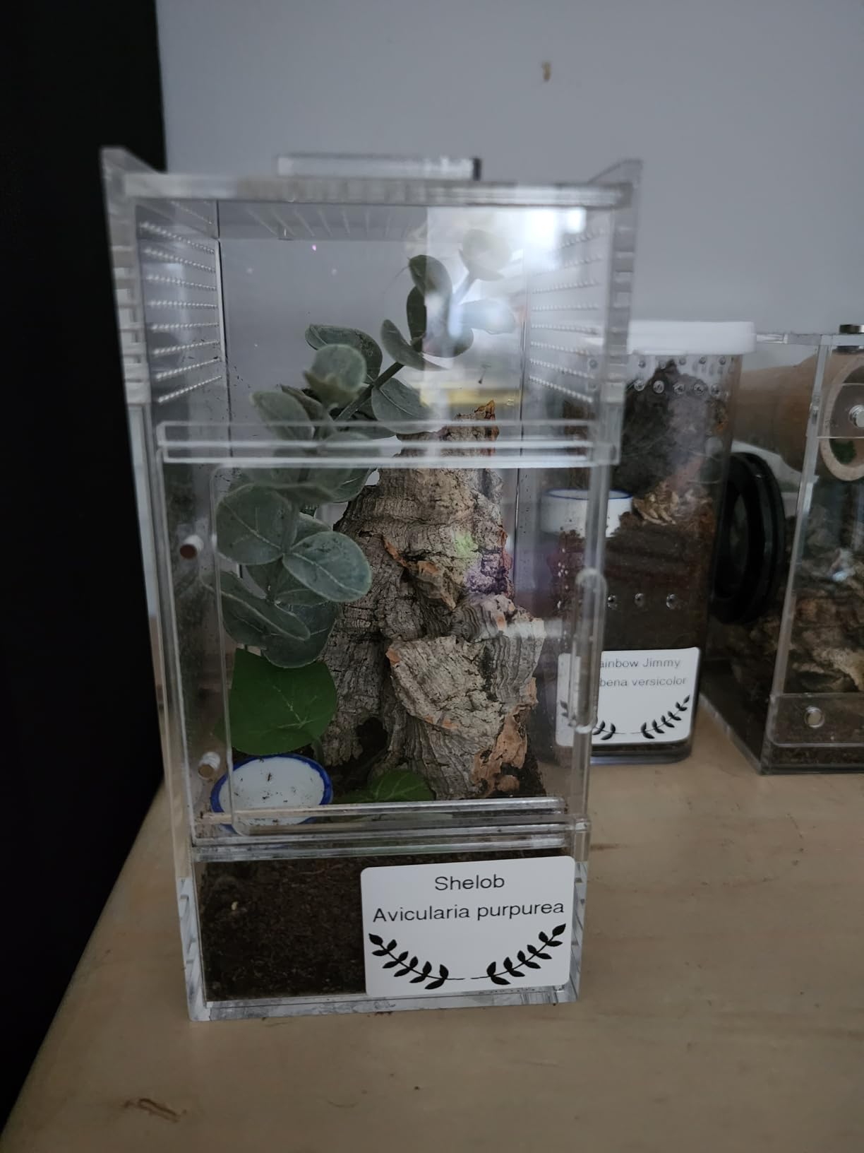 Jumping Spider Enclosure - Acrylic Terrarium Habitat for Spiders, Tarantulas, Snail, Mantis, Lizard, and Small Reptiles, Dual Magnetic Doors (6x6x9 inch) customer photo 1
