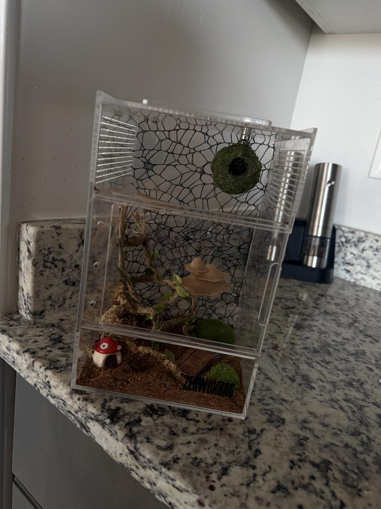 Jumping Spider Enclosure - Acrylic Terrarium Habitat for Spiders, Tarantulas, Snail, Mantis, Lizard, and Small Reptiles, Dual Magnetic Doors (6x6x9 inch) customer photo 2