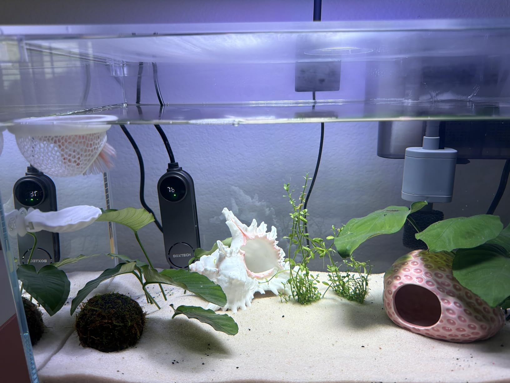 Vimvins 5 Gallon Glass Small Fish Tank with Filter Light and Lid, Betta Aquarium Starter Kits customer photo 1