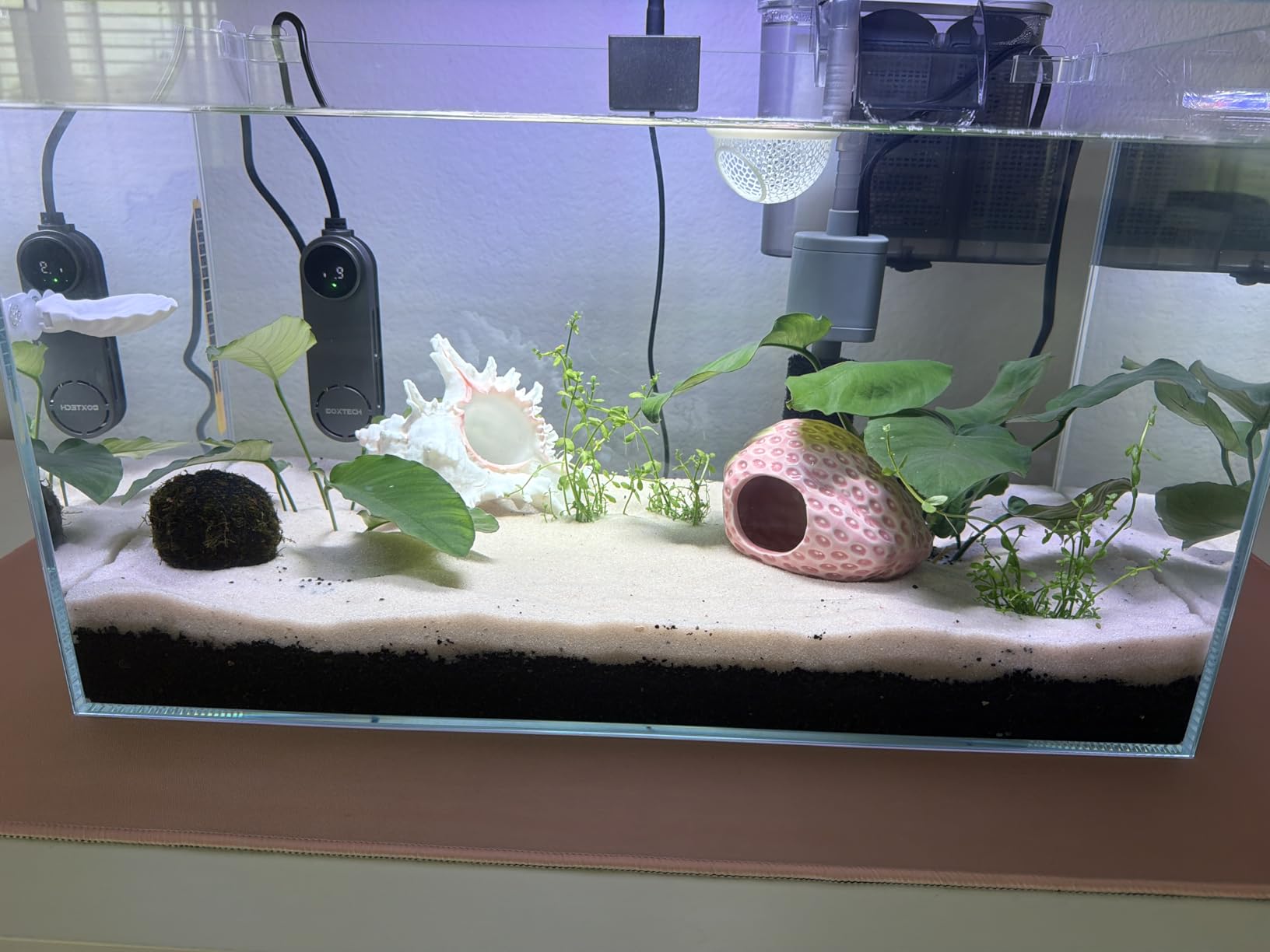 Vimvins 5 Gallon Glass Small Fish Tank with Filter Light and Lid, Betta Aquarium Starter Kits customer photo 2