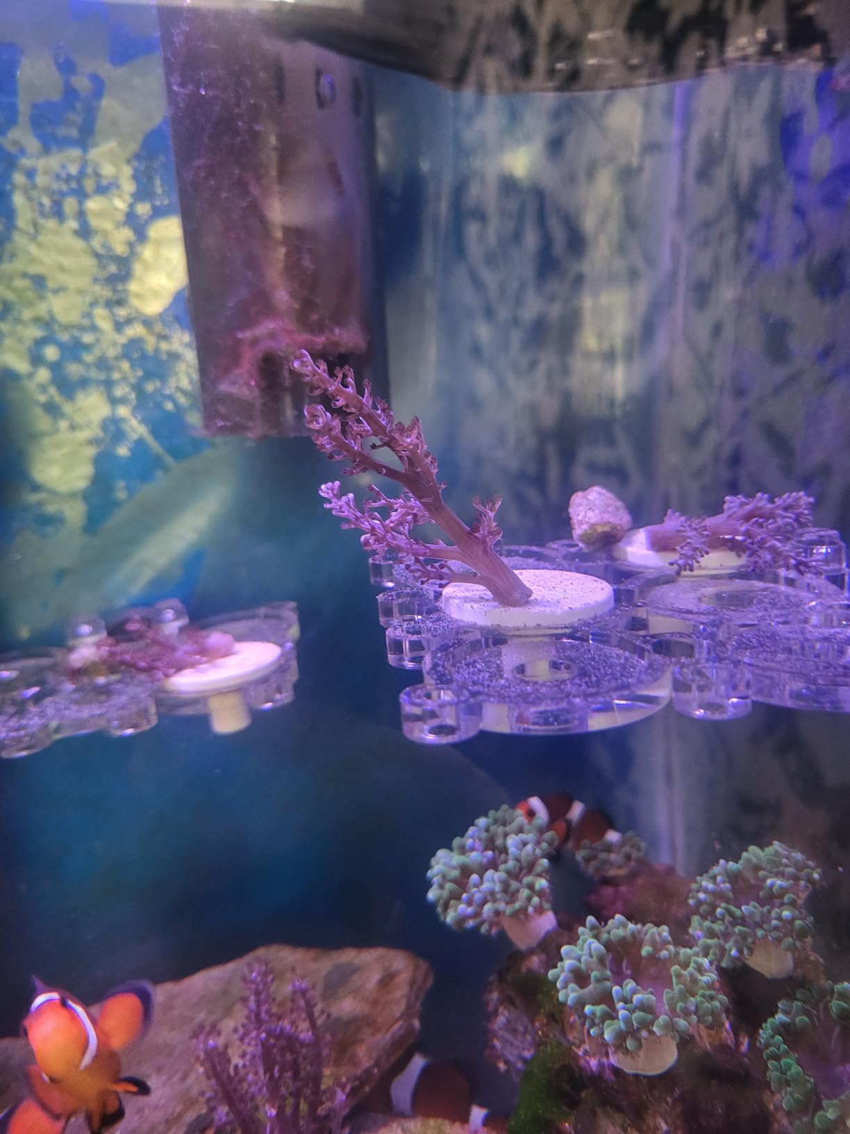 Coral Frag Rack for Aquarium, N52 Strong Magnetic Holder with 12 Frag Plugs, Polycarbonate Not Acrylic Never Yellow, Stackable Non-Slip Base, Fits up to 0.6