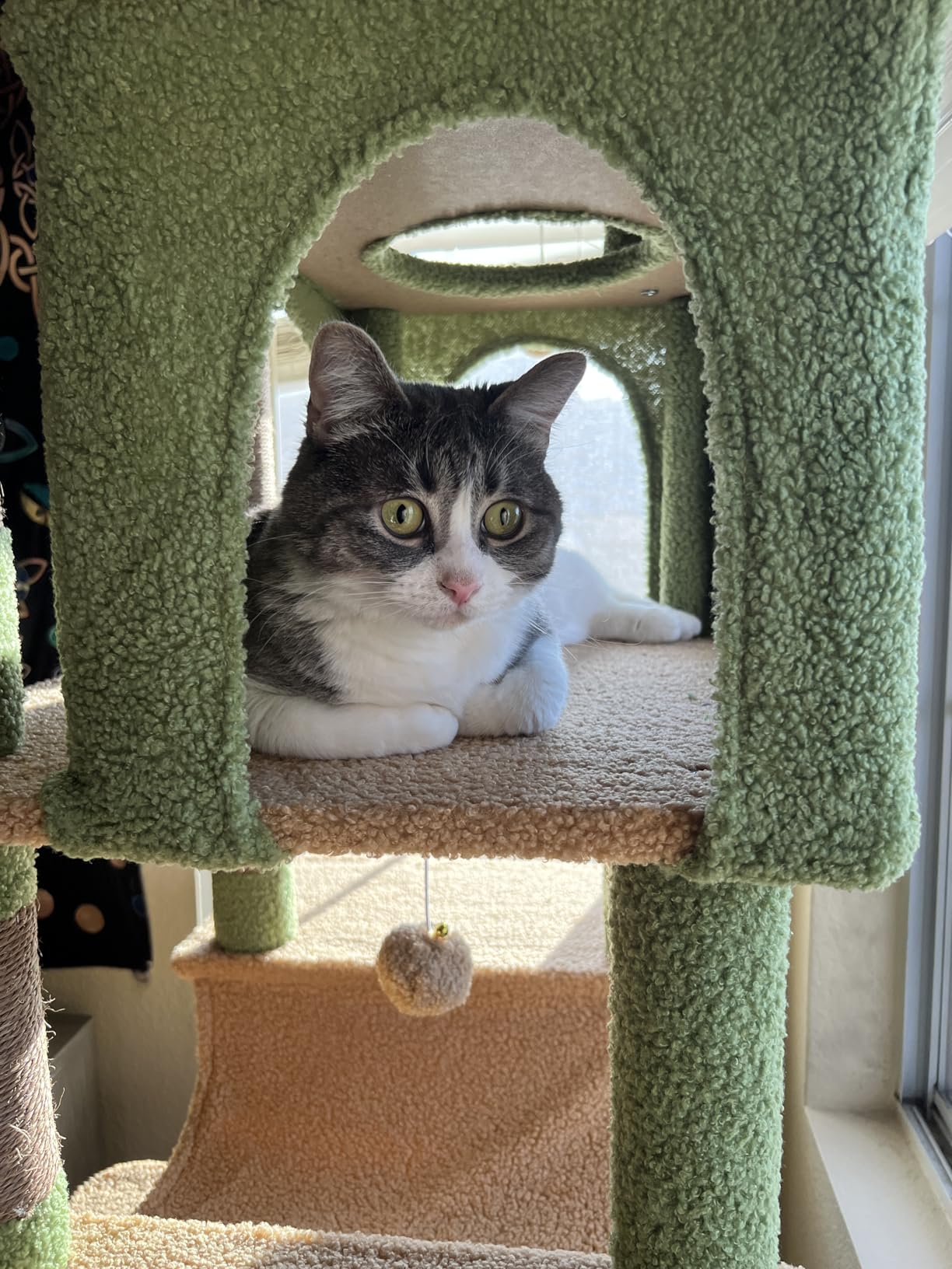 Globlazer XXL Giant Cat Tree, 83 Inch Heavy Duty Tall Cat Tower for Indoor Cats Large Adult, Multi-Level Large Cat Condo with 8 Scratching Posts, Hammock, 2 Cat Caves, 2 Platform, F83B, Dark Grey customer photo 2