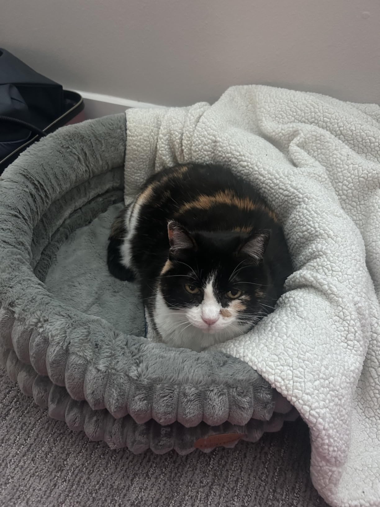 Heated Cat Bed Indoor, 20