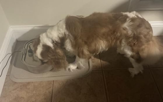 Cat Water Fountain Stainless Steel: 73oz/2.2L Cat Fountain for Drinking- Pet Water Fountain Inside - Automatic Dog Watering Dispenser Bowl - Pet Feeding & Watering Supplies customer photo 2