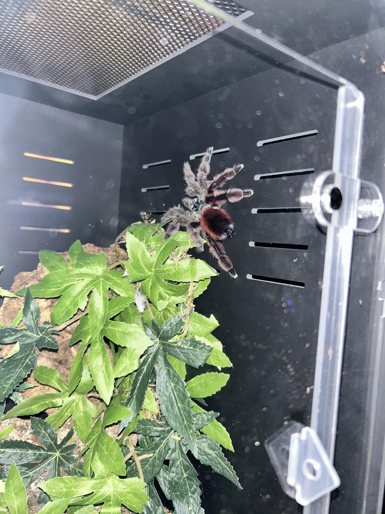 Reptile Tank 8x8x12 PVC Terrarium Enclosure for Crested Gecko, Lizard, Tarantula & Small Reptiles and Invertebrates customer photo 2