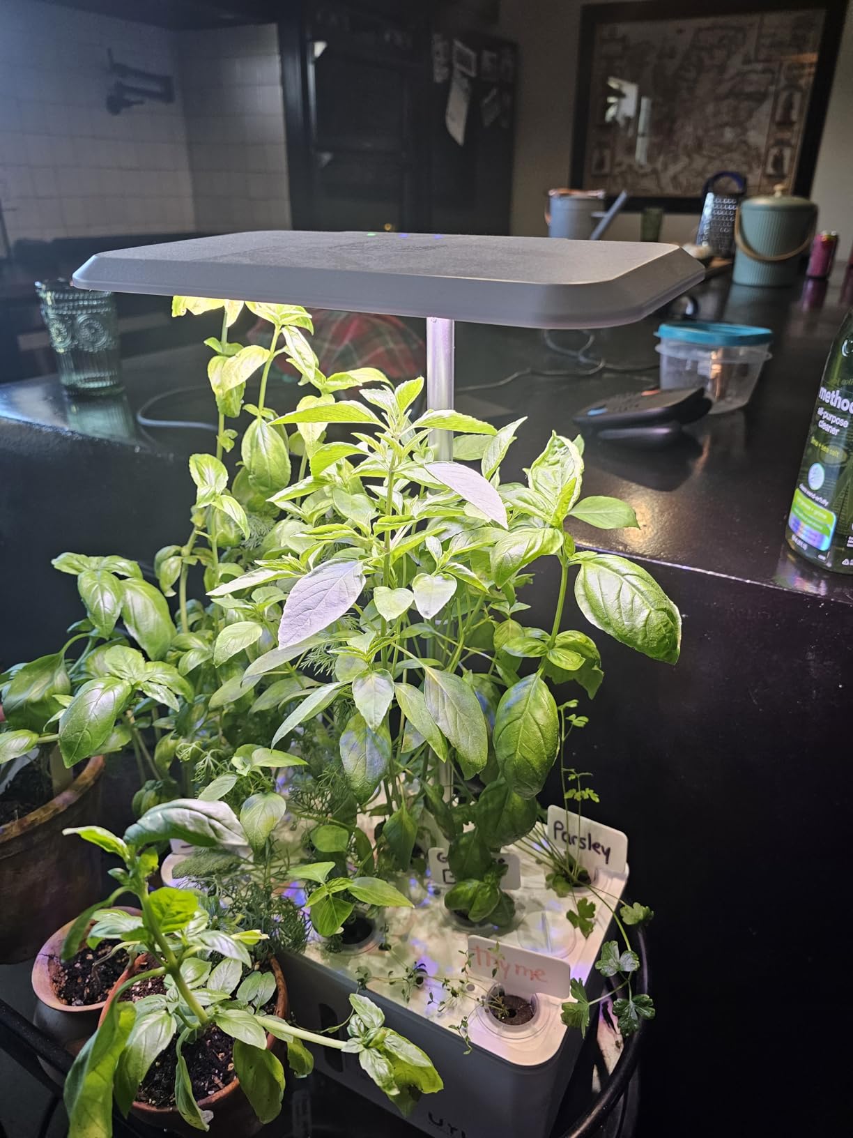 URUQ Hydroponics Growing System Garden: 8 Pods Indoor Herb Garden with Grow Light Plants Germination Kit Quiet Automatic Hydroponic Height Adjustable - Gardening Gifts for Women Kitchen customer photo 2