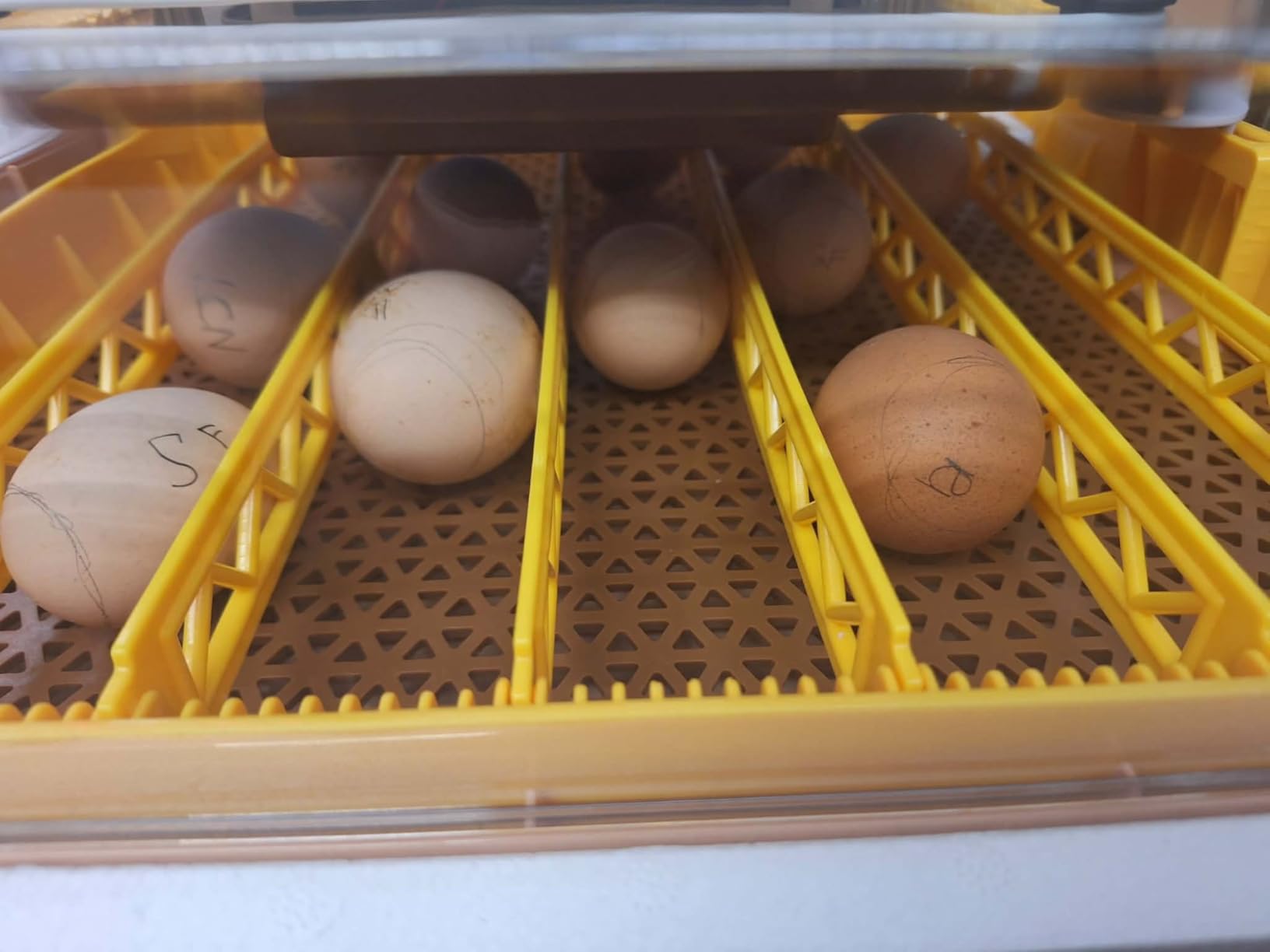 Gen III - 24 Egg Automatic Incubator, Stage-Based Adaptive Humidity with Auto-Refill, Stable Temp Control, Flexible Spacing, Adjustable Auto Turning & Lockdown, Custom Incubation Days, Candler, Alarm customer photo 3