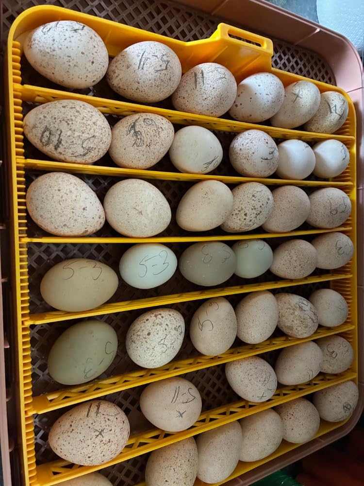Gen III - 24 Egg Automatic Incubator, Stage-Based Adaptive Humidity with Auto-Refill, Stable Temp Control, Flexible Spacing, Adjustable Auto Turning & Lockdown, Custom Incubation Days, Candler, Alarm customer photo 5
