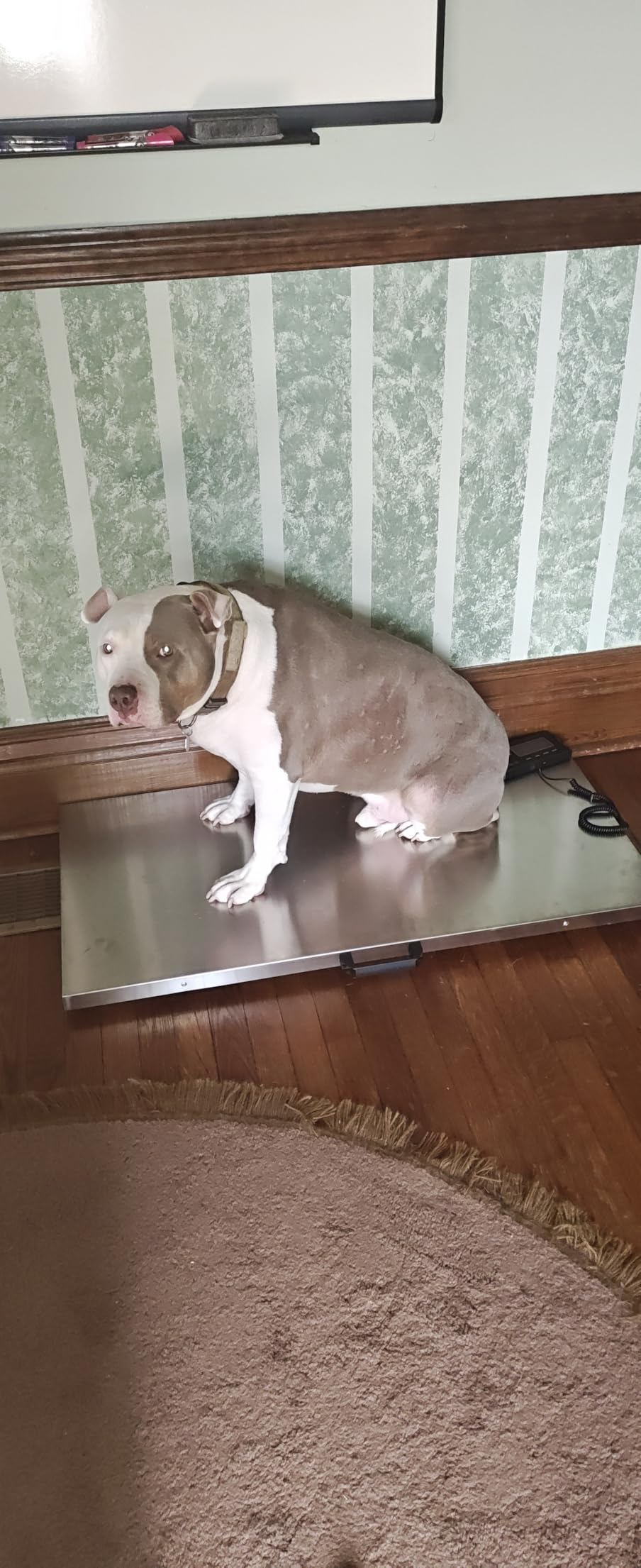 VEVOR 1100Lbs x 0.2Lbs Digital Livestock Scale Large Pet Vet Scale Stainless Steel Platform Electronic Postal Shipping Scale Heavy Duty Large Dog Hog Sheep Goat Pig Sheep Scal customer photo 1