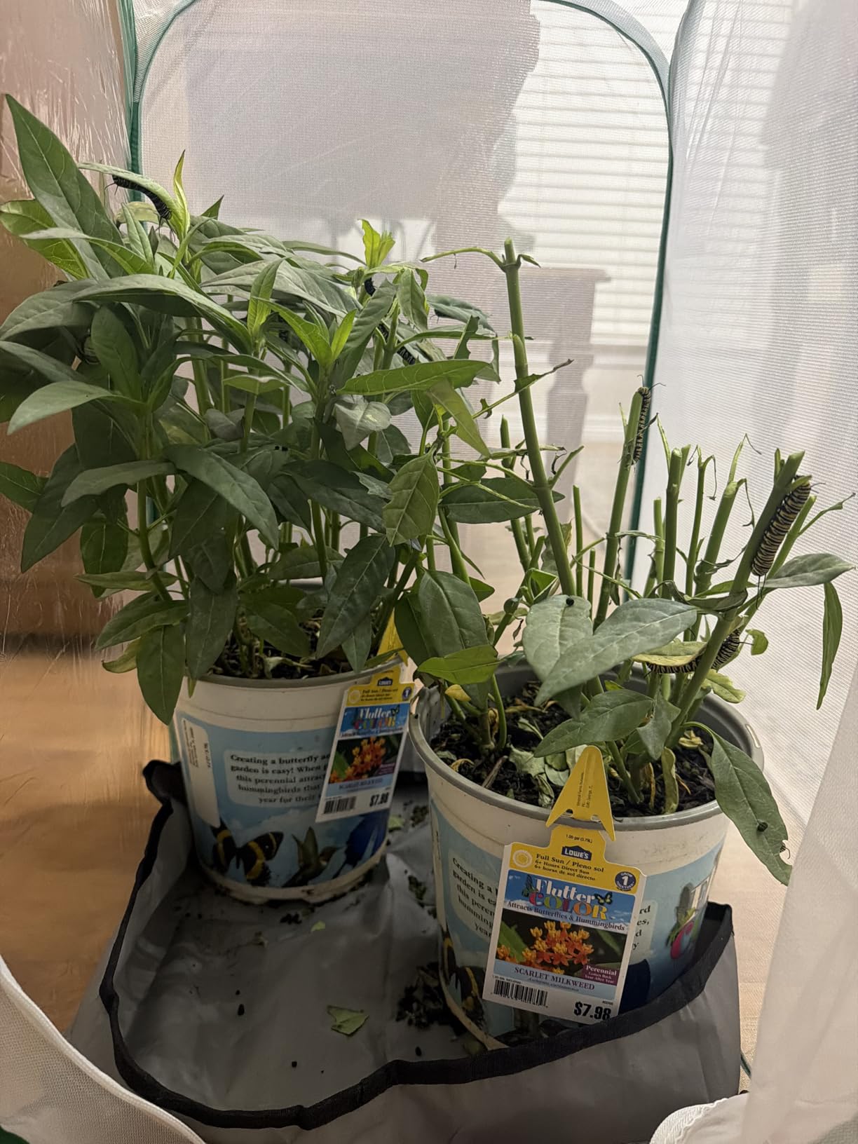 Butterfly Habitat Cage 15.7
