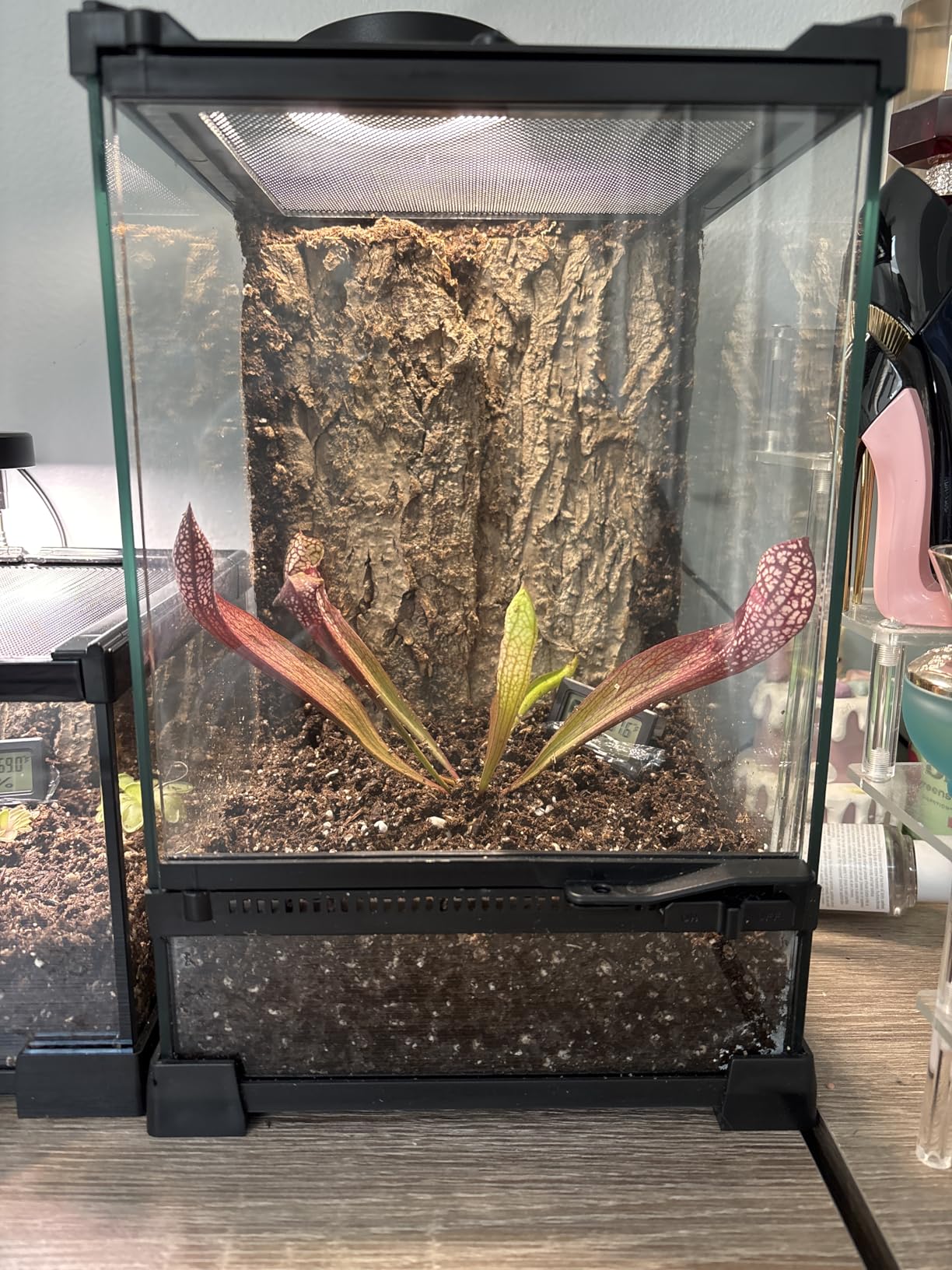 Reptile Terrariums Mini Glass Tank 12