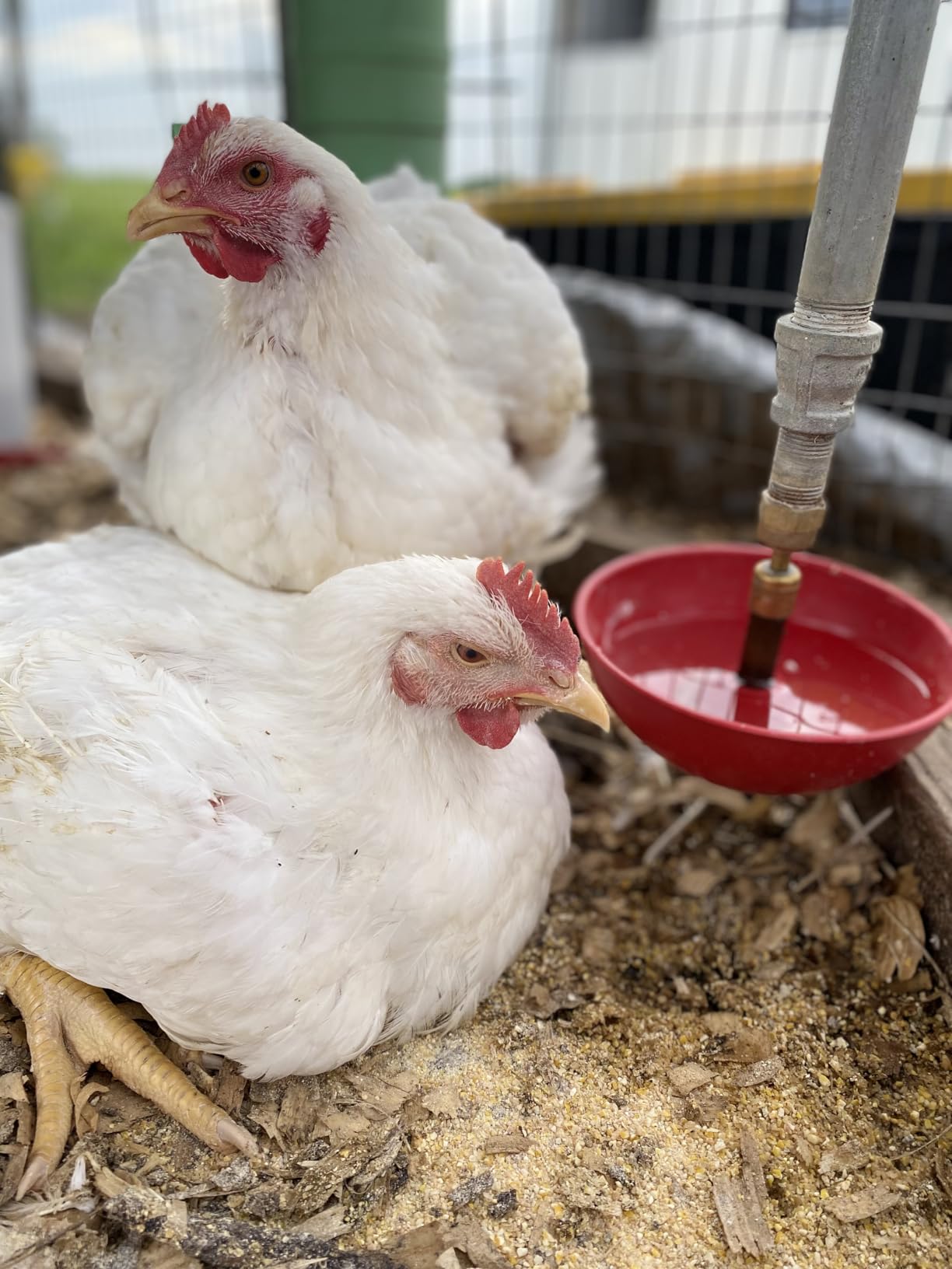Little Giant Automatic Poultry Fount | Game Bird Fount | Heavy Duty Plastic | Waterer Bowl with Hose Attachment | 1.5 Quarts customer photo 1