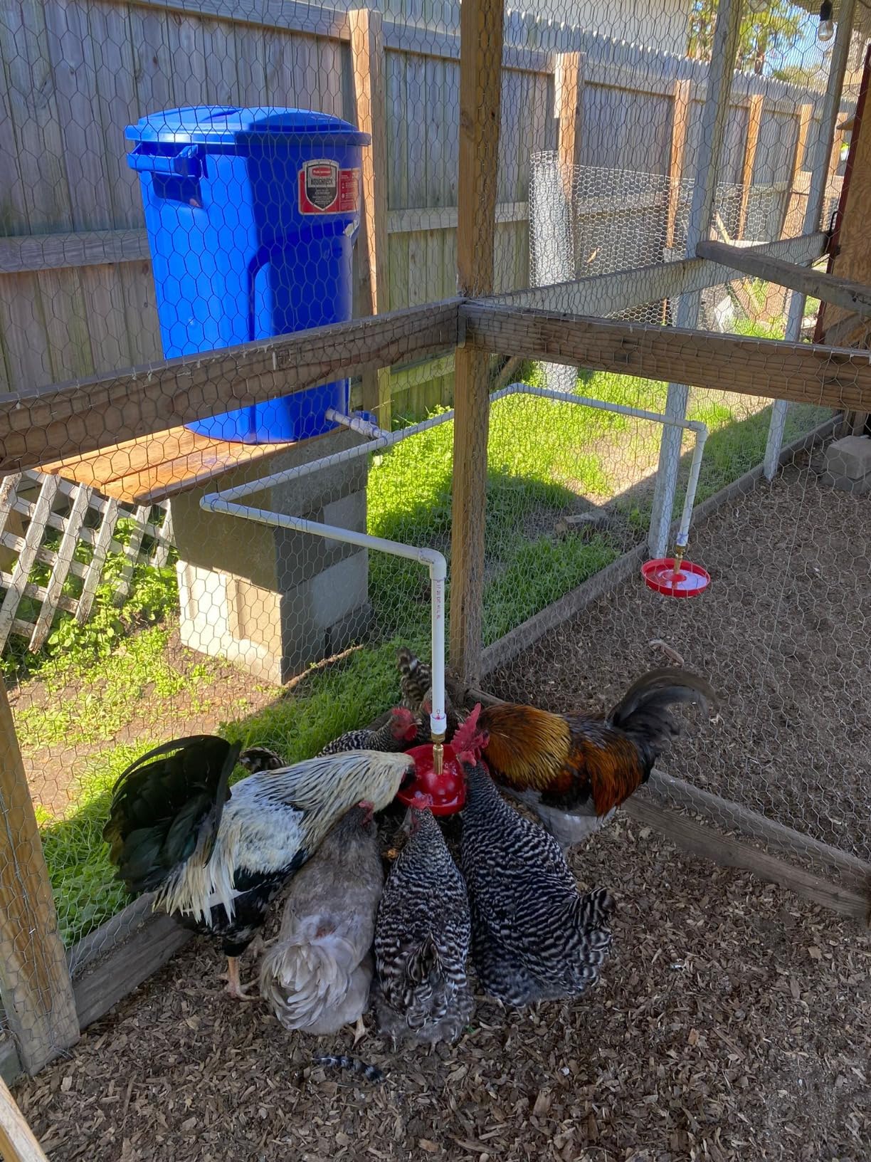 Little Giant Automatic Poultry Fount | Game Bird Fount | Heavy Duty Plastic | Waterer Bowl with Hose Attachment | 1.5 Quarts customer photo 2