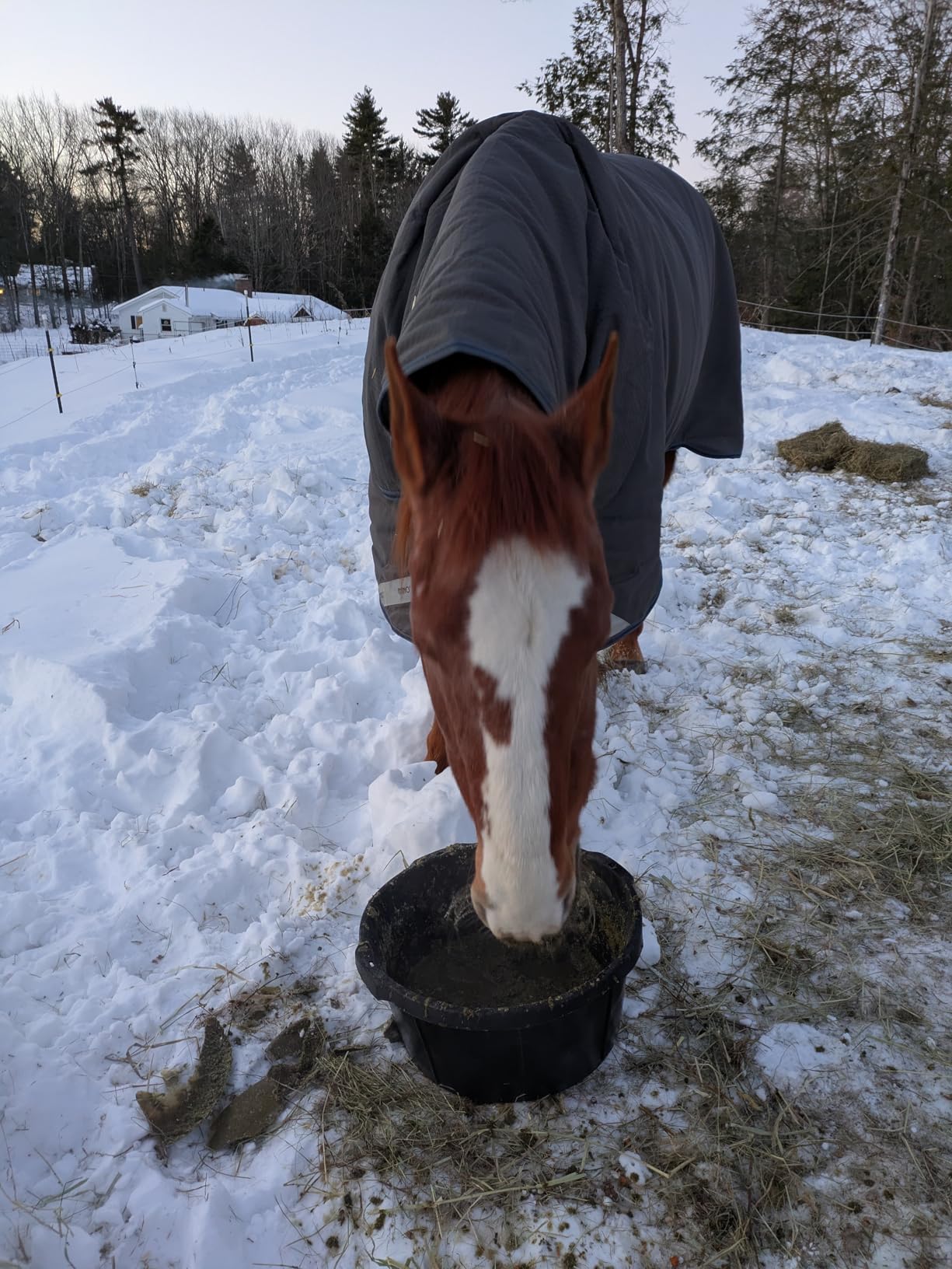 Little Giant Heavy Duty Rubber Tub | Durable Rubber Feed Pan | Indoor & Outdoor Use | Rubber Feed Bucket | 15 Gallons customer photo 1