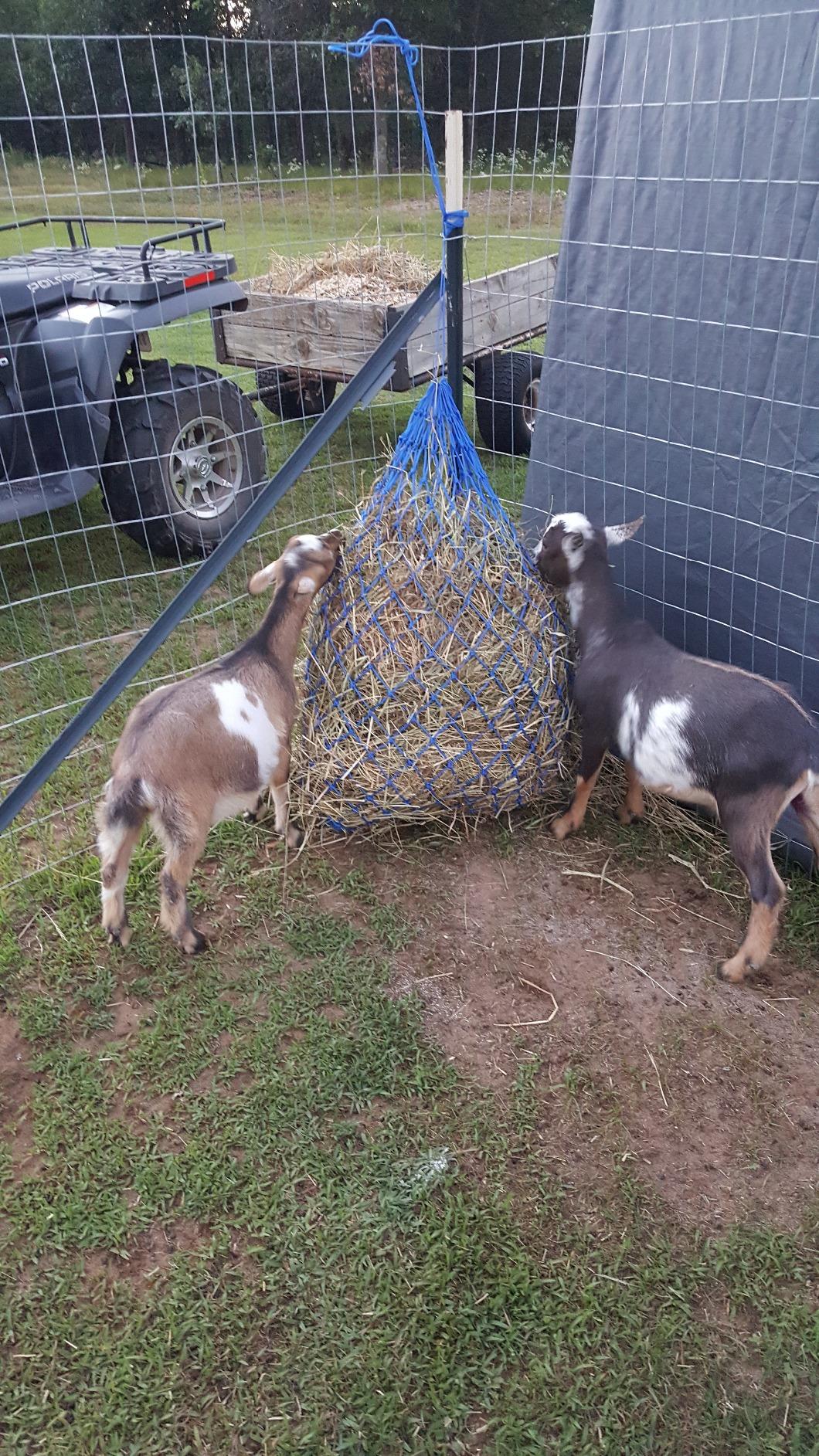 Shires Equestrian Haylage Net customer photo 1