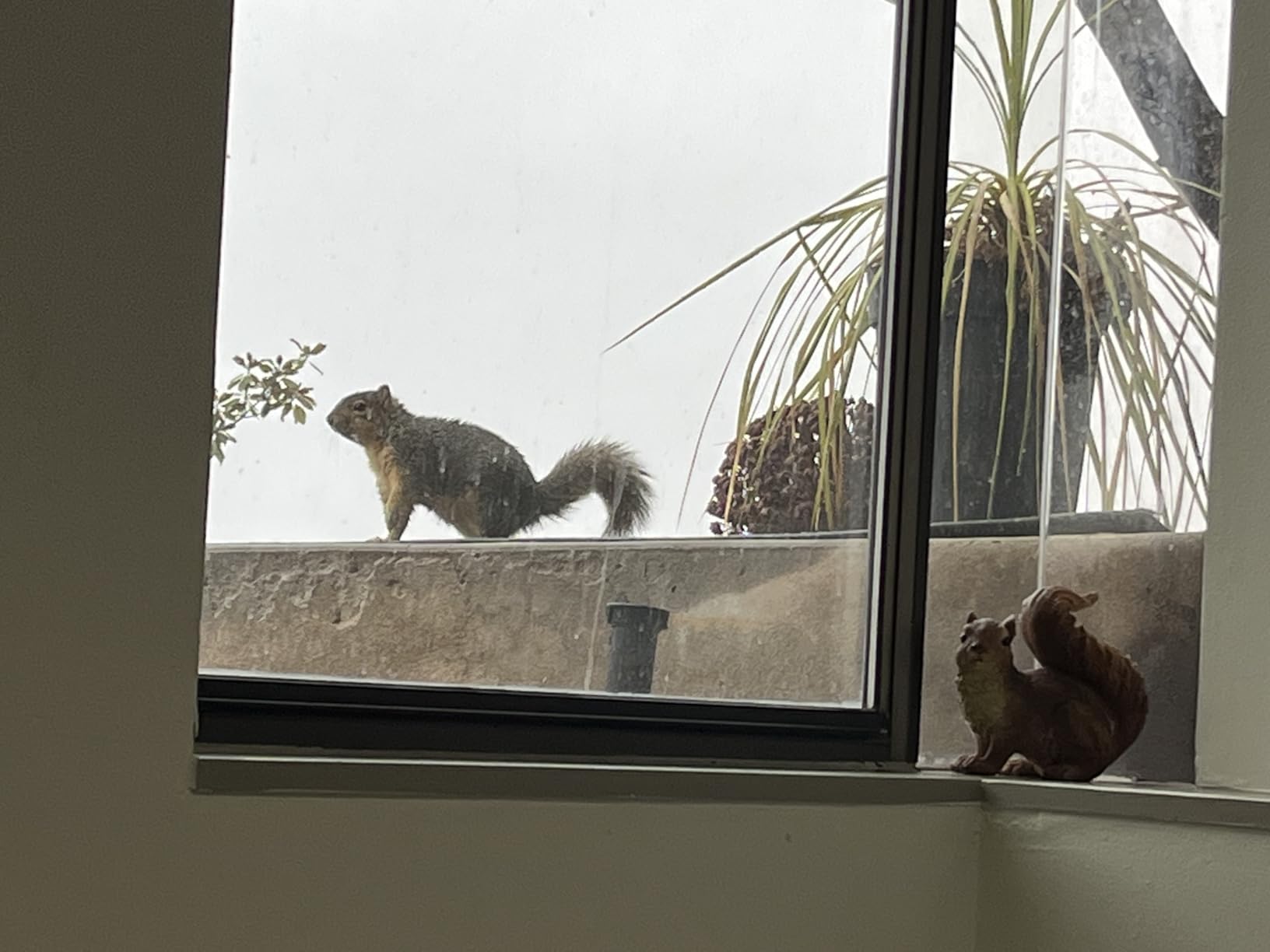 Design Toscano Woodland Squirrel Statue: Chomper customer photo 2