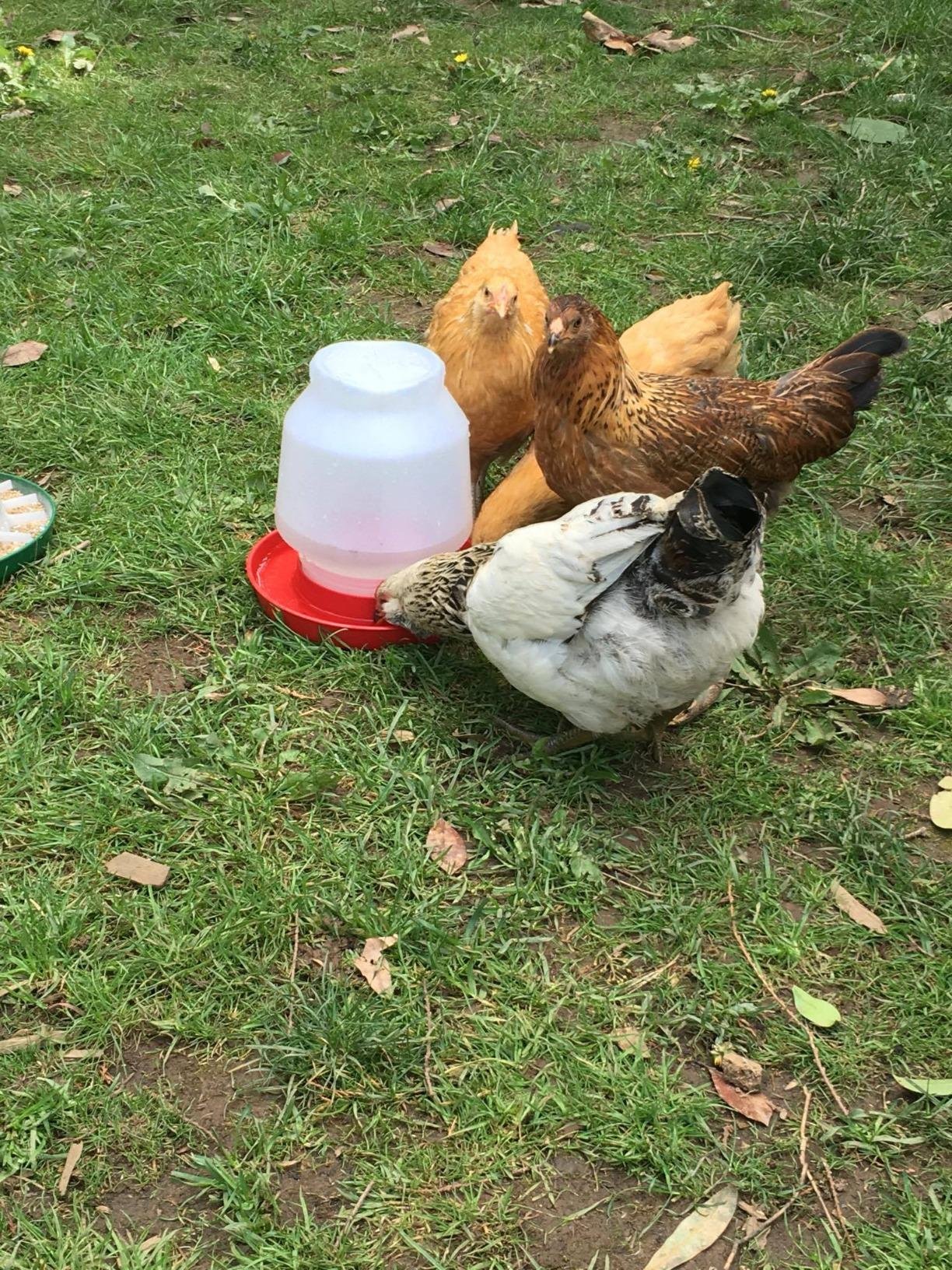 Little Giant Complete Plastic Poultry Fount | Heavy Duty Plastic Gravity Fed Water Container Jar | Waterer for Chickens, Turkeys, Ducks & More | Made in USA | 1 Gallon | Red customer photo 1