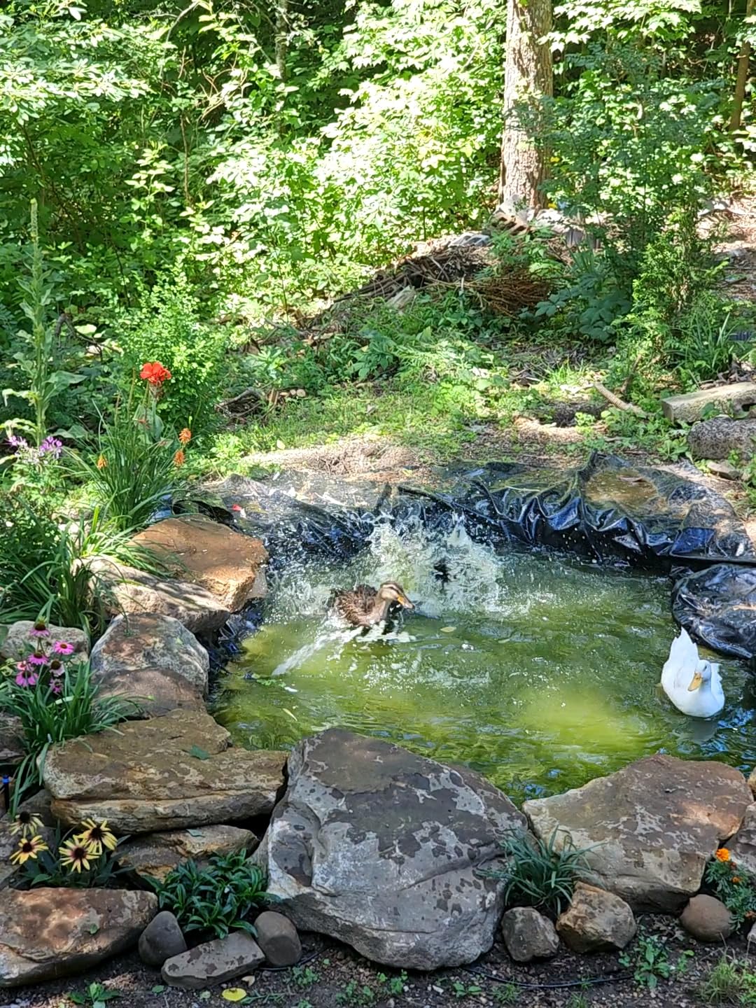 Beckett Corporation Flexible Pre-Cut PVC Liner - Ideal for Small Ponds, Koi Ponds, Water Gardens, and Fountains - 8 Foot x 10 Foot, Black customer photo 2