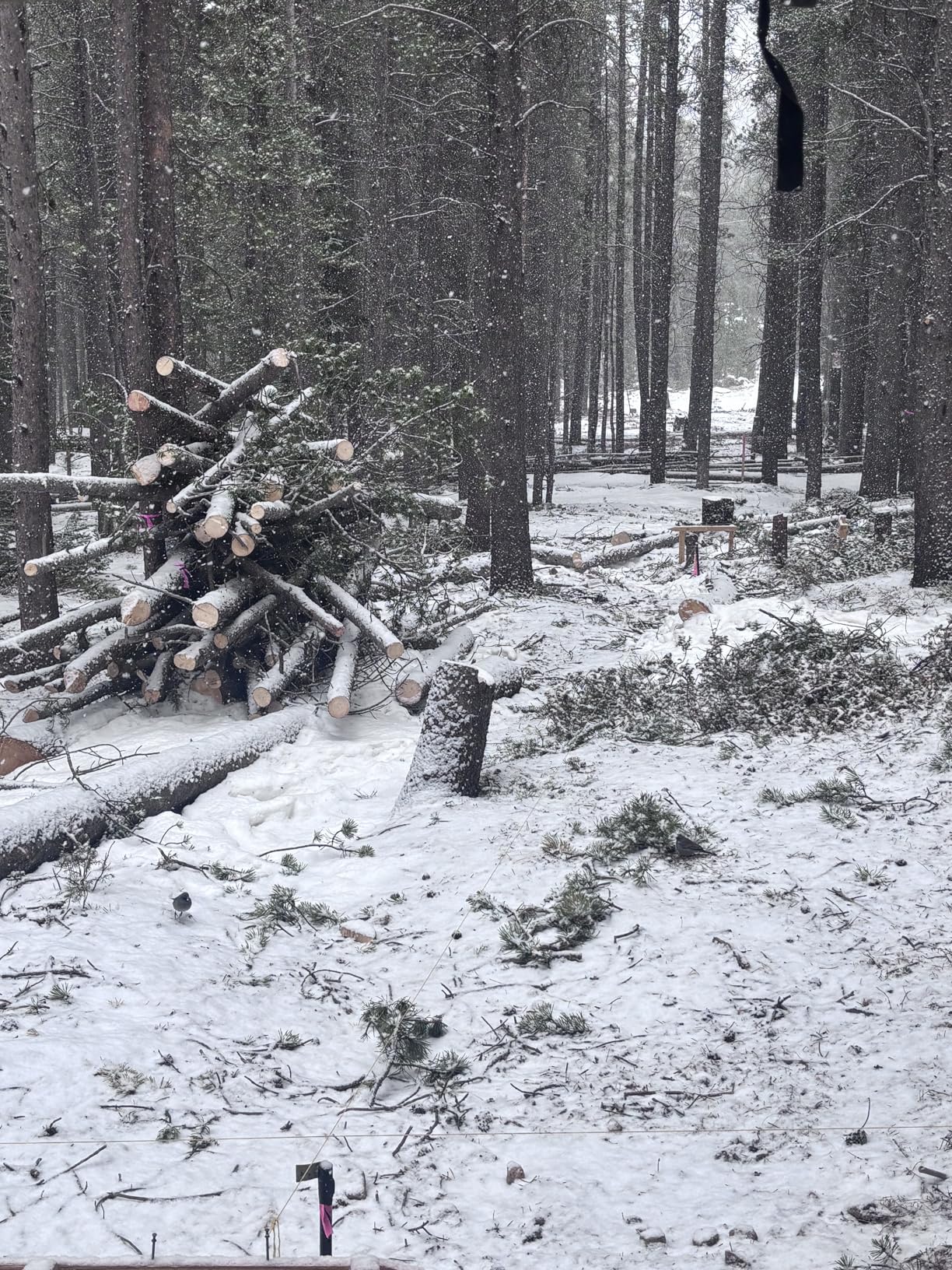 Granberg G778-36 Alaskan MKIV Chainsaw Mill, 36-Inch Portable Sawmill Guide | Fits All Chainsaw Makes, Bars up to 36 Inches, 70cc Plus, Clamps without Drilling, Mills Hardwood, Use a Sharp Ripping Chain. customer photo 1