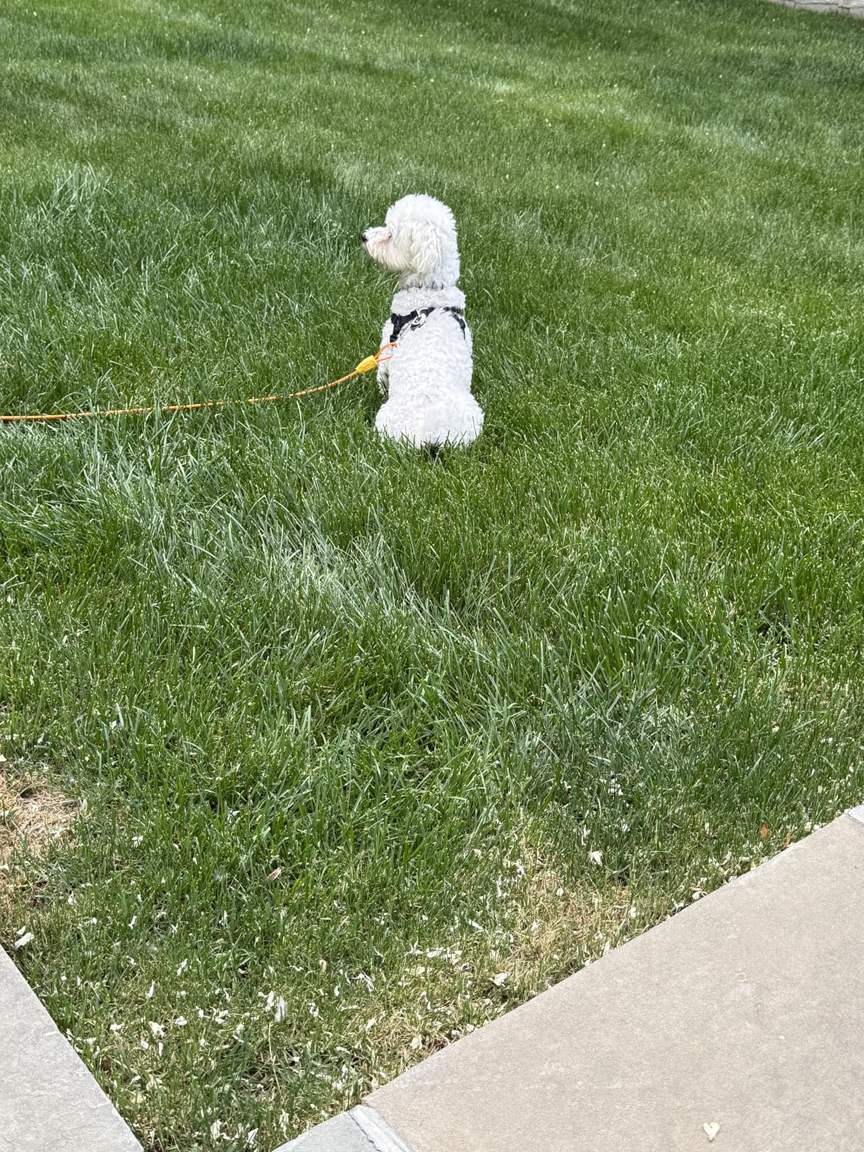 Petbobi Dog Tie-Out Cable and Stake - 30ft Heavy Duty Cable with Spring, No Tangle, 16in Ground Stake, Ideal for Outdoor Yard, Camping, Suitable for Small Medium Large Dogs Up to 120 lbs customer photo 2
