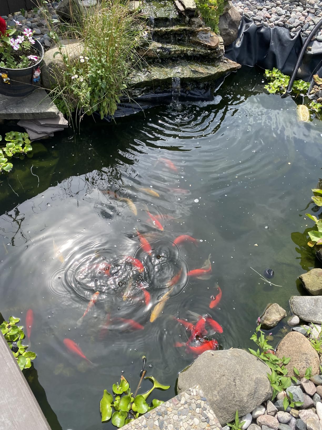 VIVOHOME 1840GPH Bio Pressure Pond Filter with 13W Light, Multi-Size Adapter, 16.4ft Power Cord, Koi Ponds up to 1000Gallons, Ornamental Ponds up to 2100Gallons customer photo 2