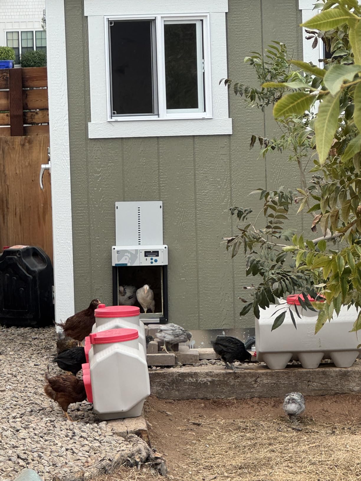 OverEZ Chicken Feeder - Holds 50 Pounds of Feed - Inside or Outside Hen Coop - Large Gravity Fed Automatic Poultry Dispenser - No Waste Rainproof Design customer photo 1