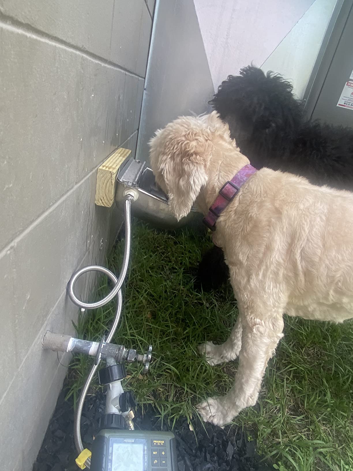 304 Stainless Steel Automatic Livestock Waterer with Float Valve and 39 inch Water Hose(one end 3/4''), Automatic Animal Water Bowl for Dogs,Horse,Calf,Chicken,Goat, Livestock Horse Waterer Dispenser customer photo 2
