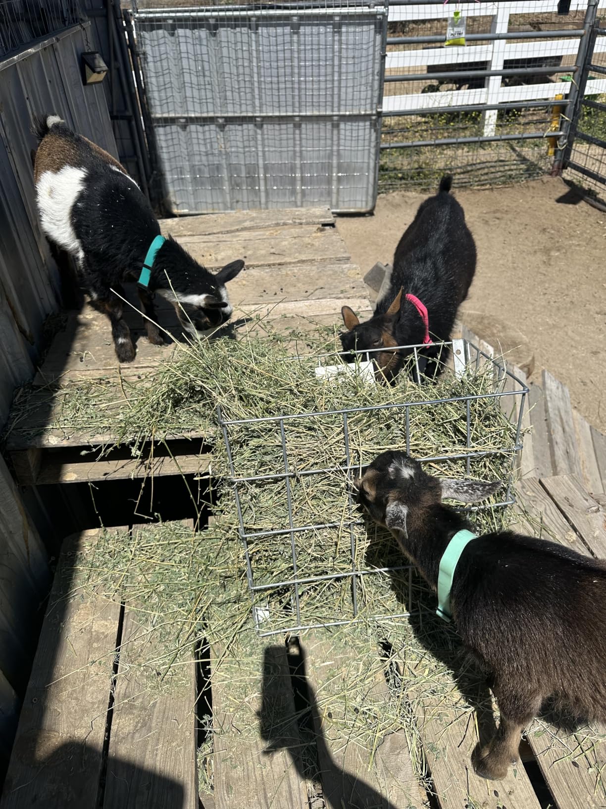 SGGBF Wall Mounted Rustproof Galvanized Steel Sheep, Goat, Horse, Rabbit, Guinea Pig, and Cow Livestock Hay Feeder Rack, Silver (2 Pack) customer photo 1