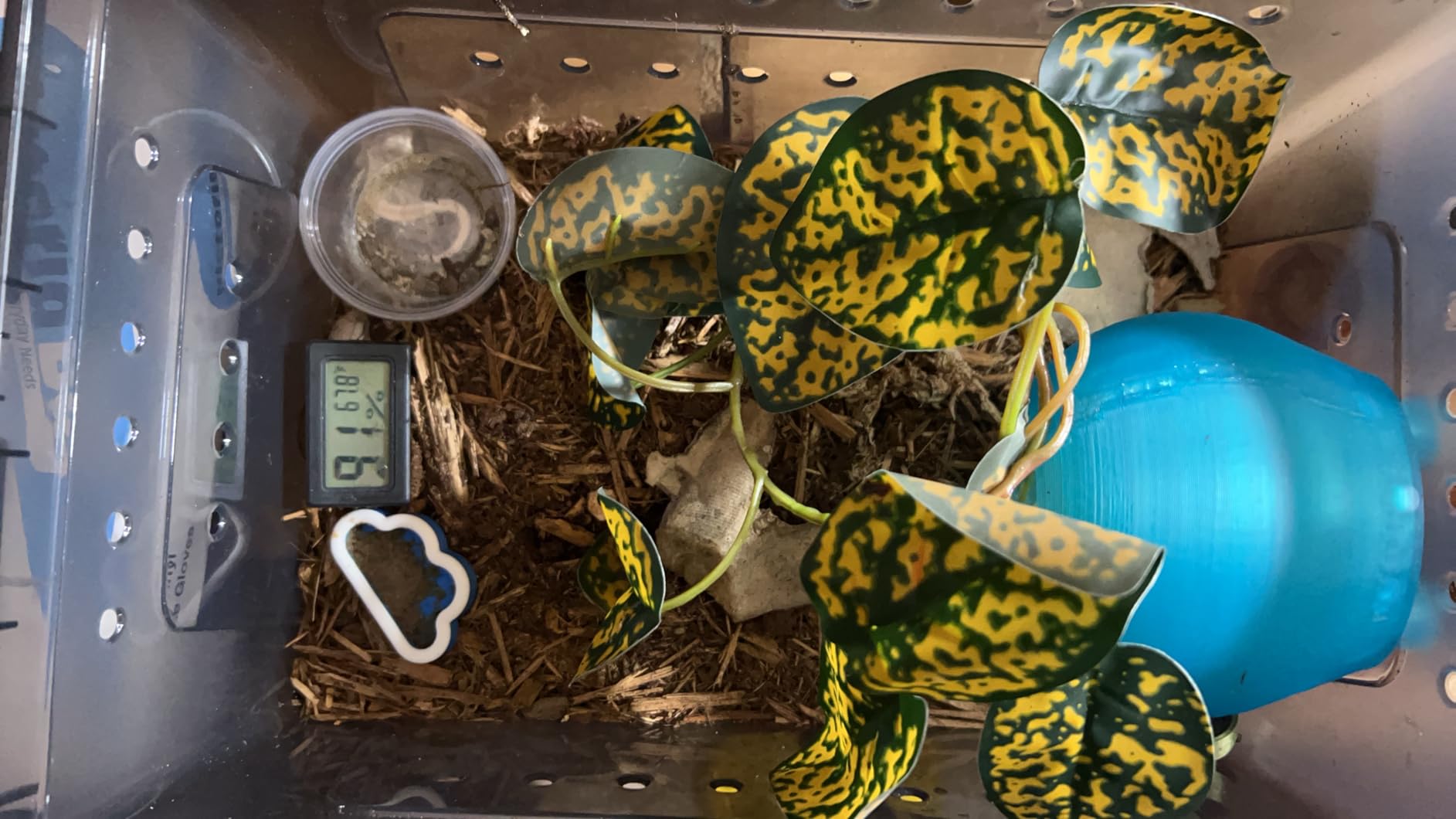 Hamiledyi 2PCS Reptile Feeding Box Snake Breeding Box Transparent Animal Habitat Cage Portable Plastic Turtle Transport Container customer photo 1
