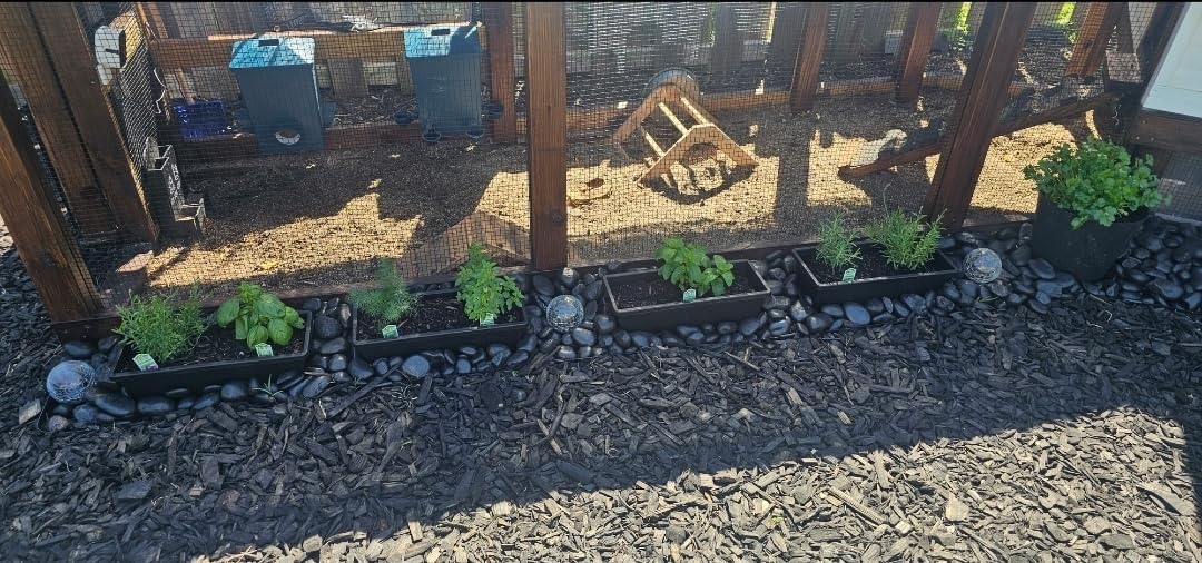 8pcs Window Box Planter,17 Inches Flower Window Boxes,Rectangle Planters Box with Drainage Holes and Trays, Plastic Vegetable Planters for Windowsill Patio Garden Home Decor Porch Yard (Black) customer photo 1