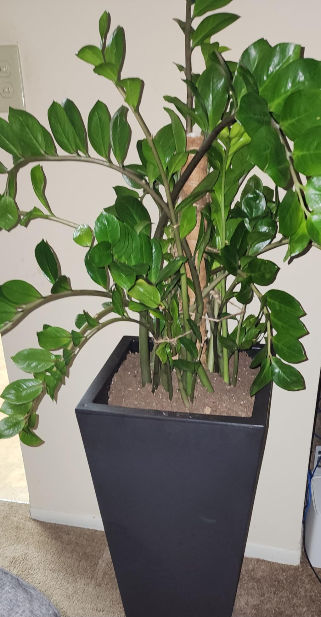 Step2 Tremont Tall Square Tapered Planter, 28 in Resin Planter, Self-Watering, Dark Cedar customer photo 2
