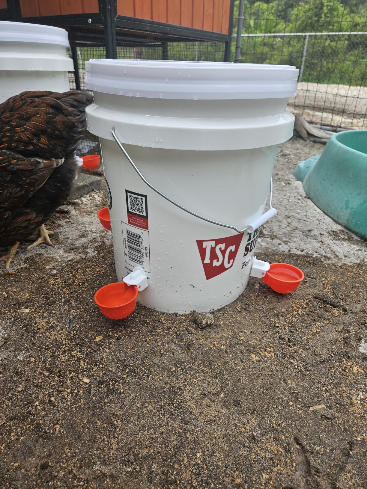 Chicken Waterer Cups (8 Pack) with 3/8
