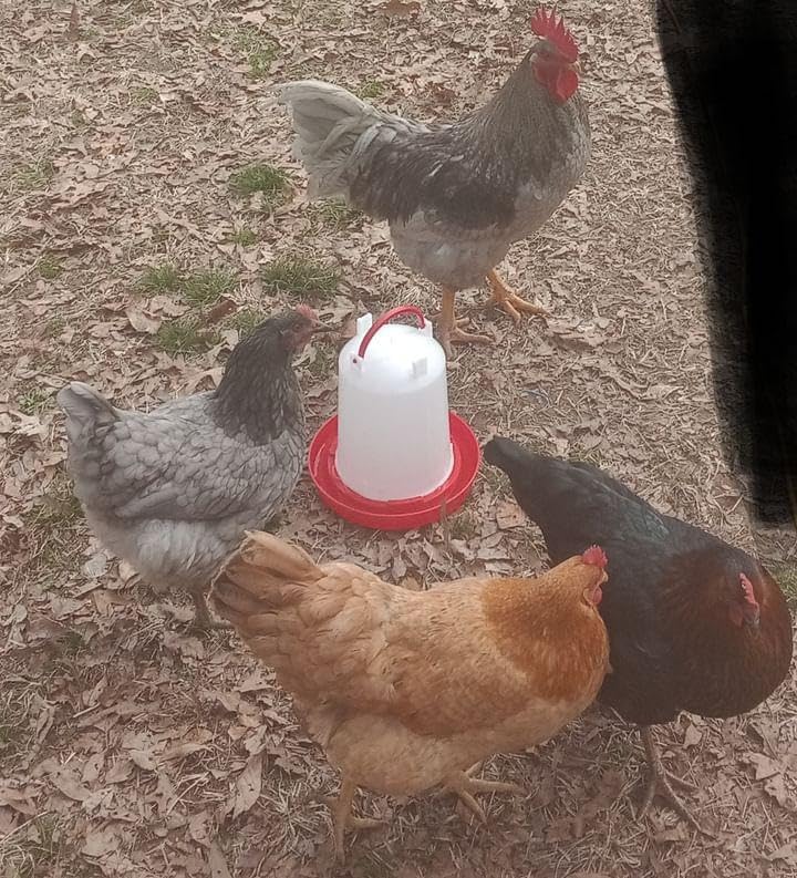Chicken Waterer 1.5-Gallon Metal Handle Poultry Drinker | Large Capacity Poultry Waterer | for Chickens, Ducks, Baby Chicks, Turkeys and More customer photo 1