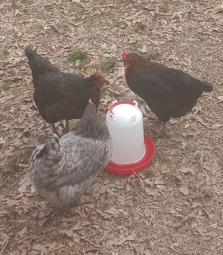 Chicken Waterer 1.5-Gallon Metal Handle Poultry Drinker | Large Capacity Poultry Waterer | for Chickens, Ducks, Baby Chicks, Turkeys and More customer photo 2