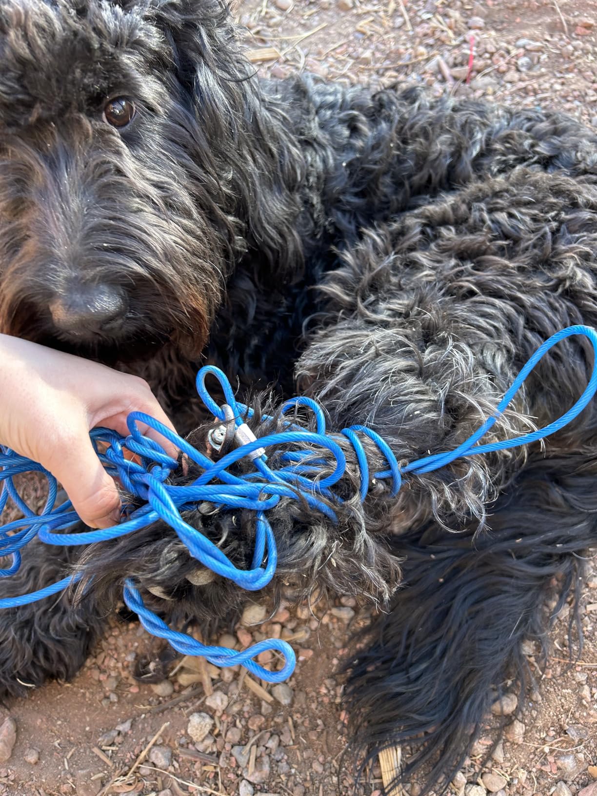 Dog Tie Out Runner for Yard, Trolley System for Large Dogs, Heavy Duty Dog Run Cable Lead 50ft with 10ft Pulley Runner Line for Small Medium and Large Dogs Up to 250lbs Running Outside Yard or Camping customer photo 2